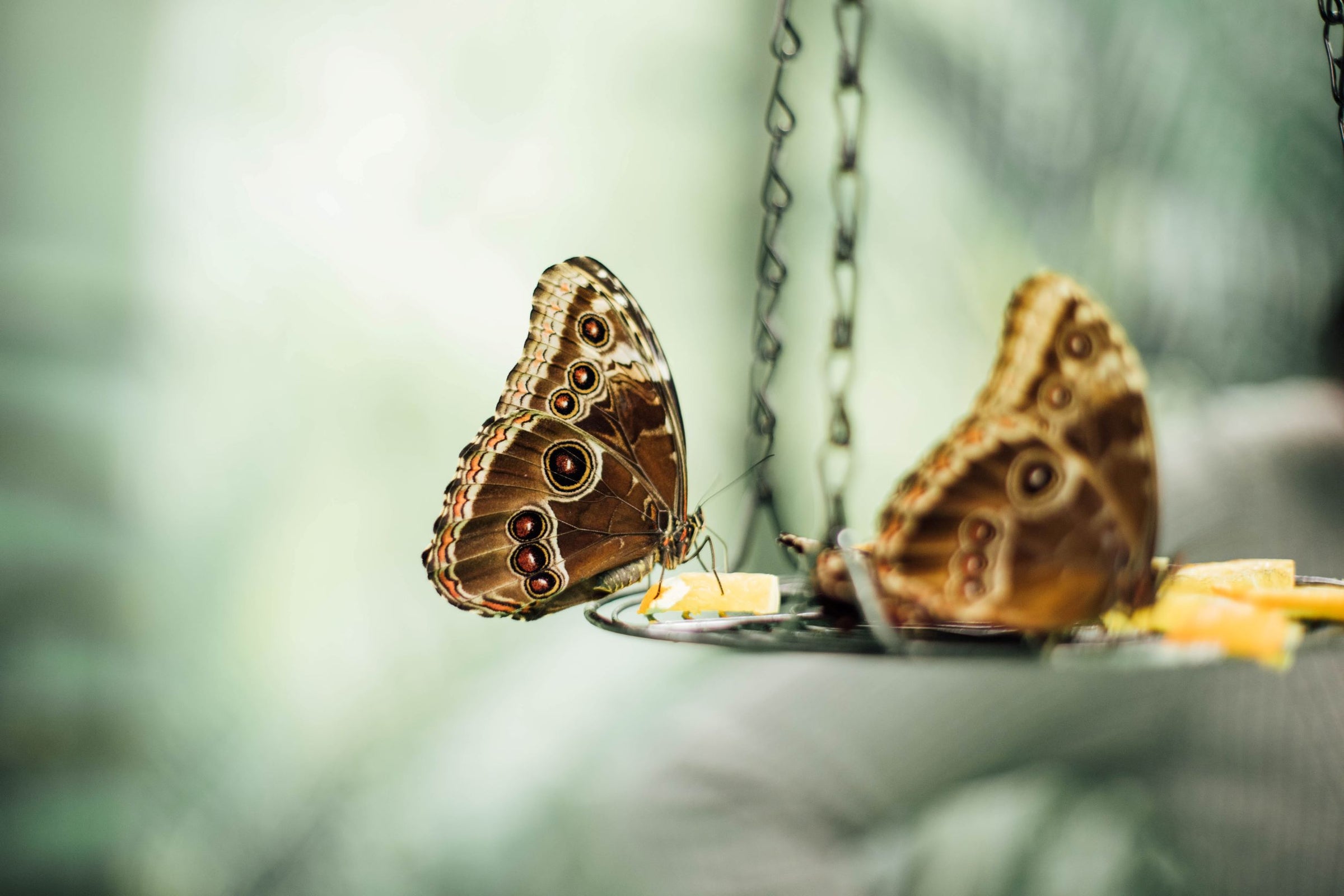 2 morpho vlinders op een etens bakje