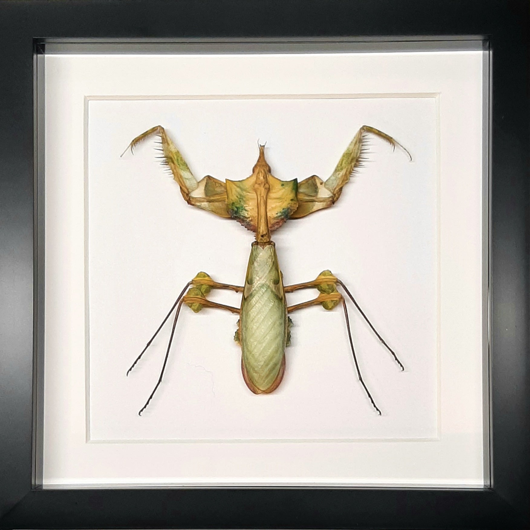 Conoce al hada del bosque: Titanacris Albipes 🧚♂ - Chismes Today Conoce al hada del bosque: Titanacris Albipes 🧚♂ - Chismes Today
