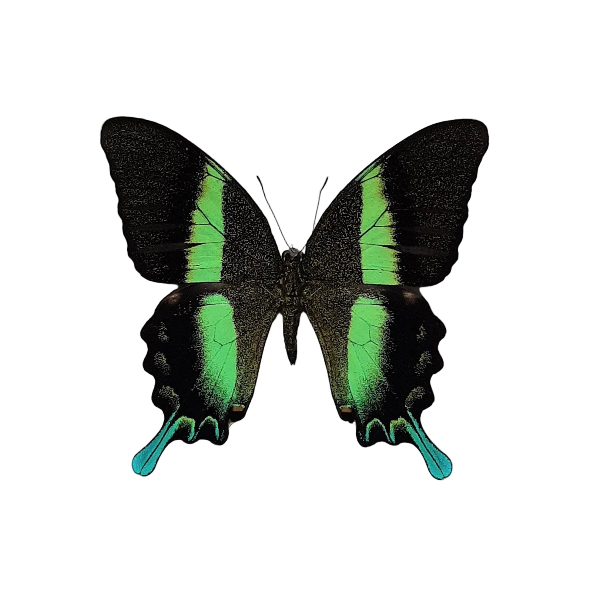 Papilio blumei Onopgezet