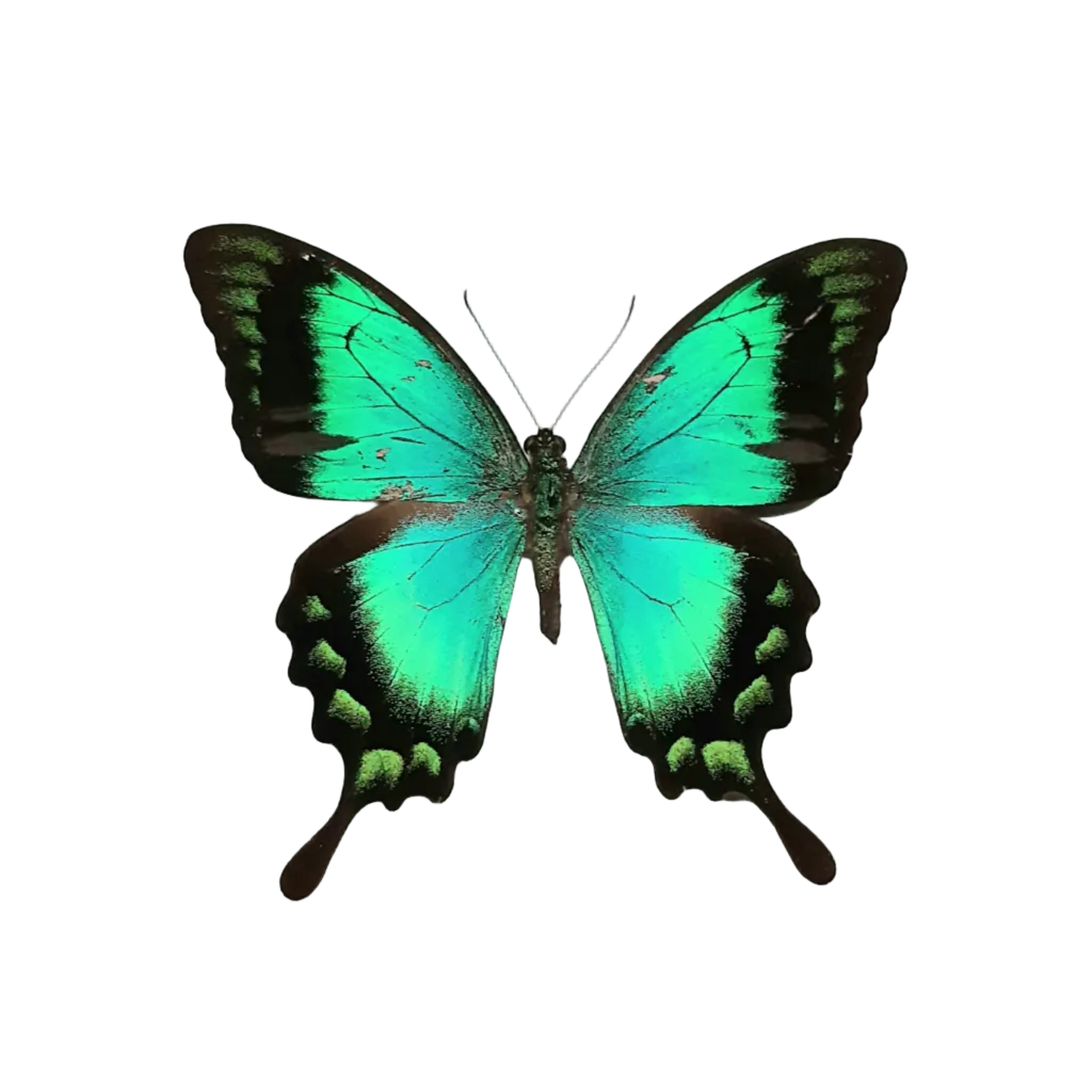 Papilio lorquinianus Onopgezet