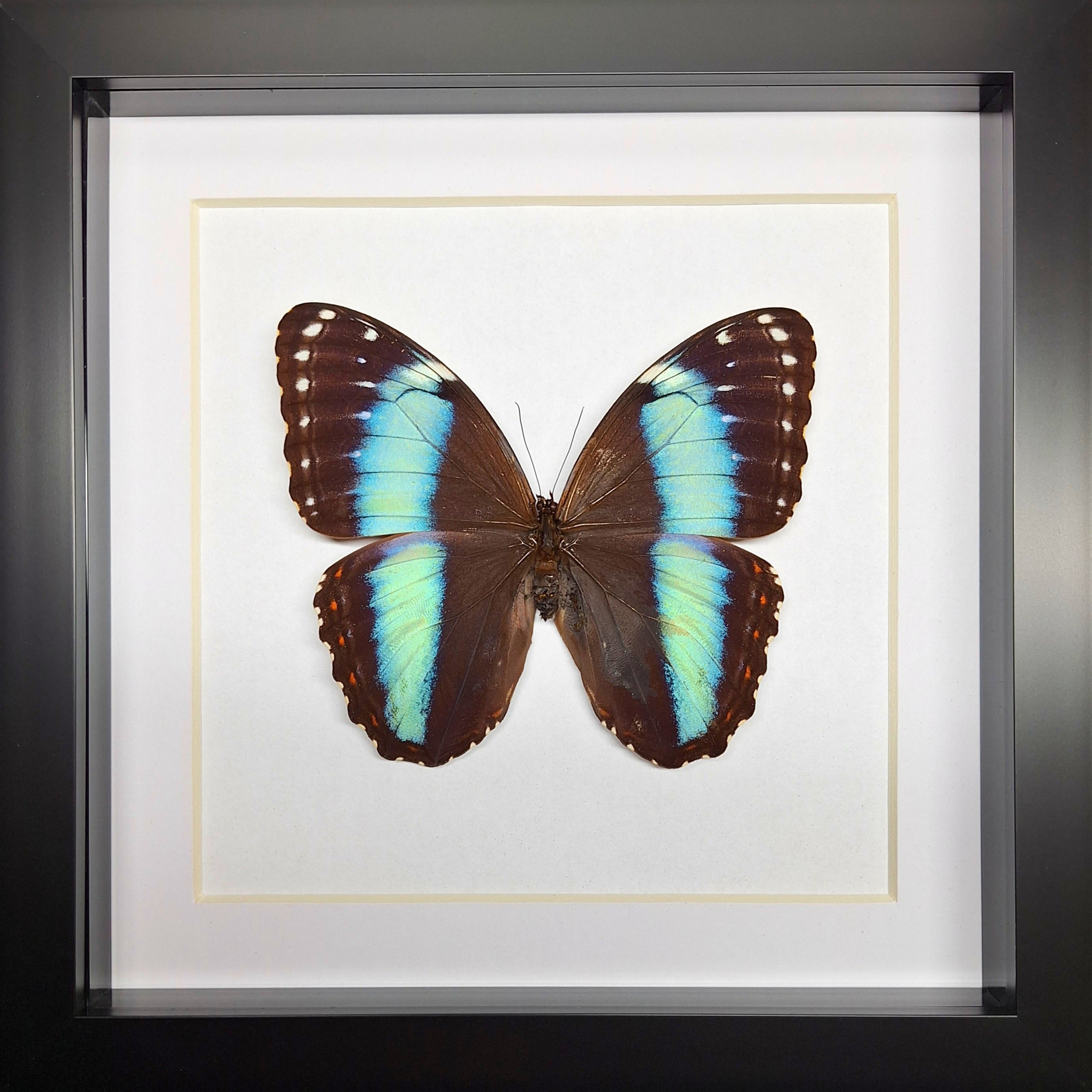 Morpho mix