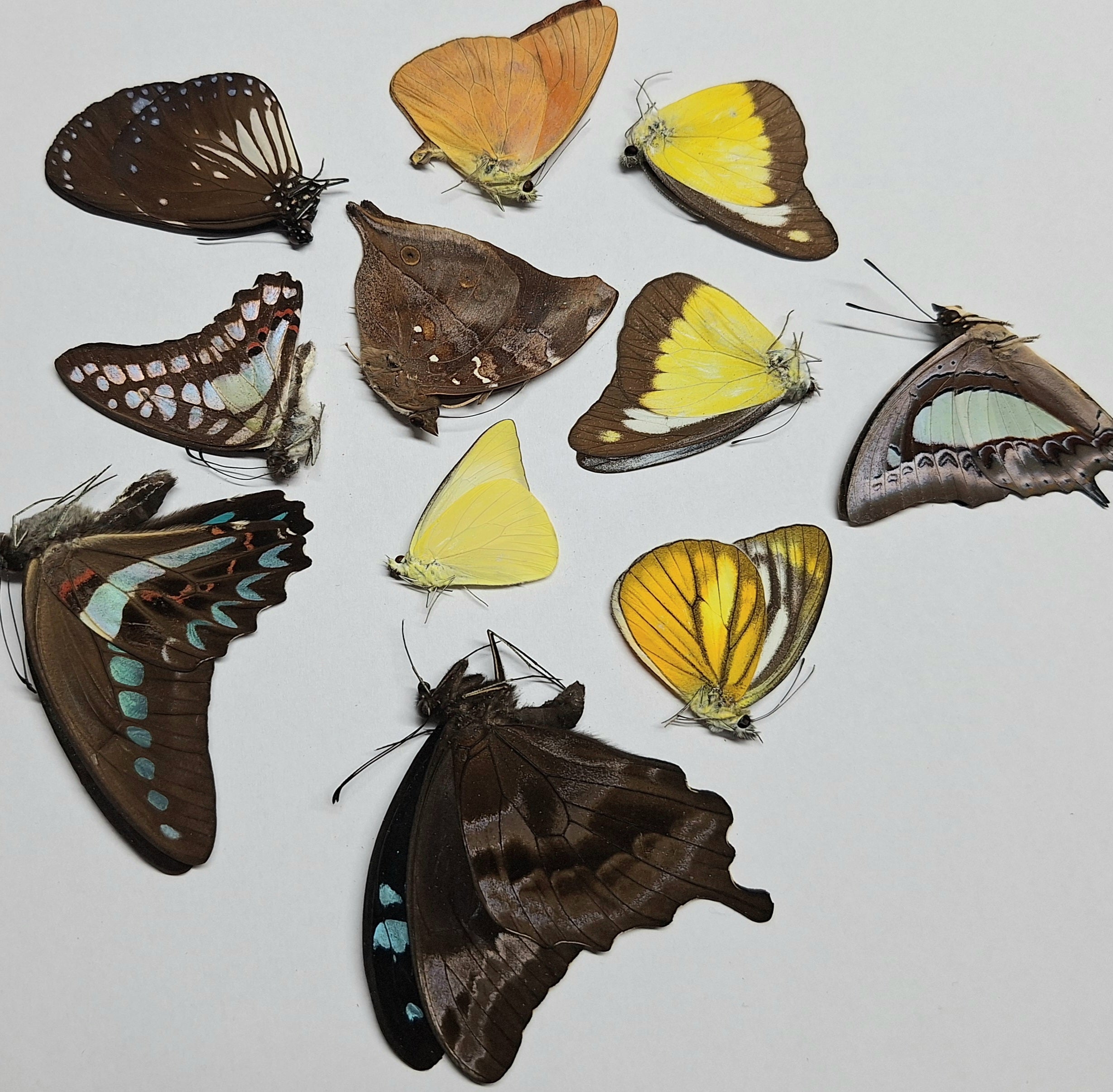 Vlinder Mix 5 tot 50 onopgezette vlinders
