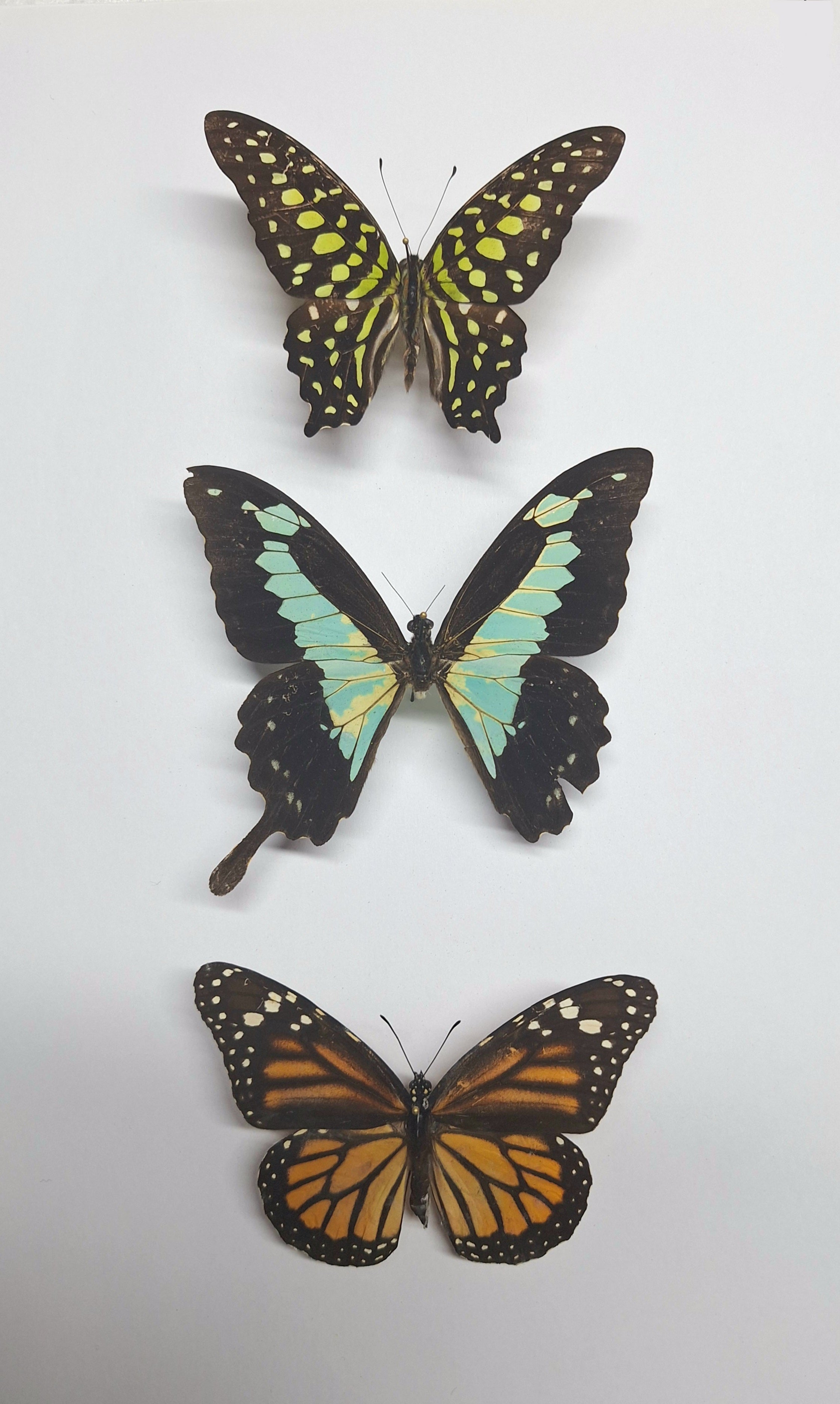 2e keus opgezette vlinders (zonder lijst)