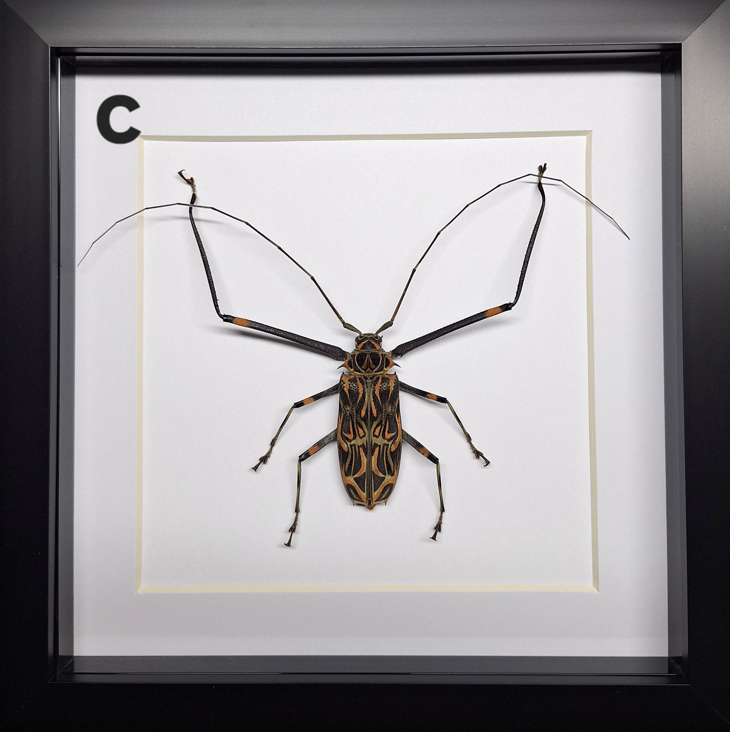 [Zeldzaam] Acrocinus longimanus