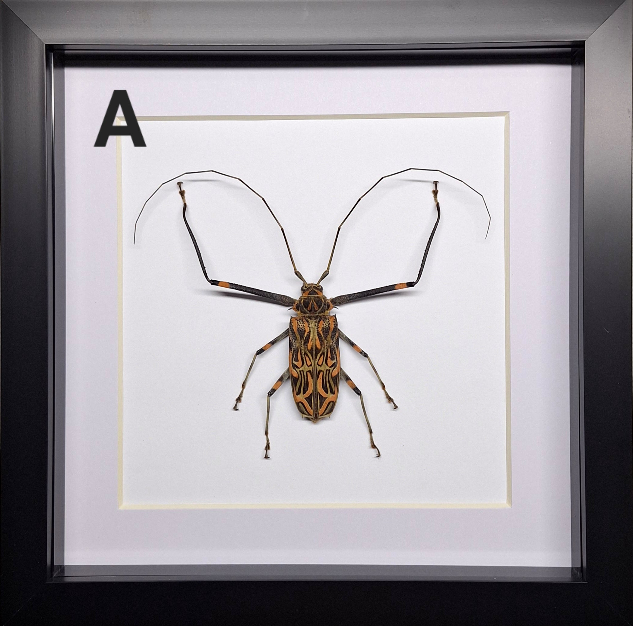 [Zeldzaam] Acrocinus longimanus