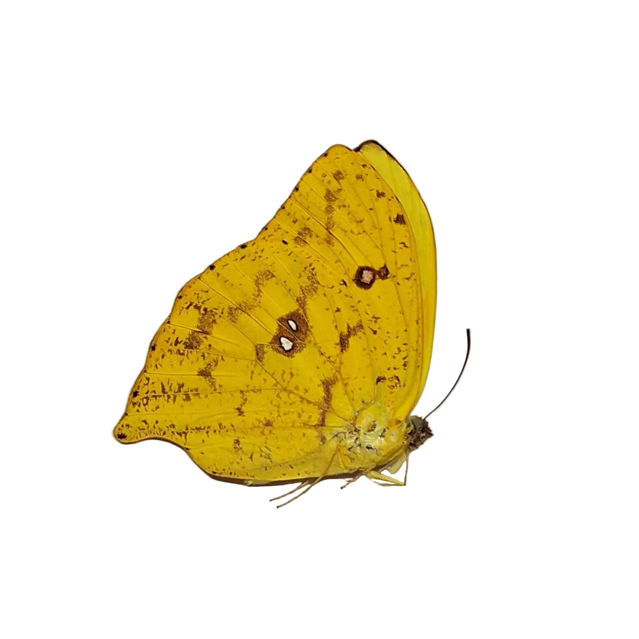 Phoebis rurina Onopgezet