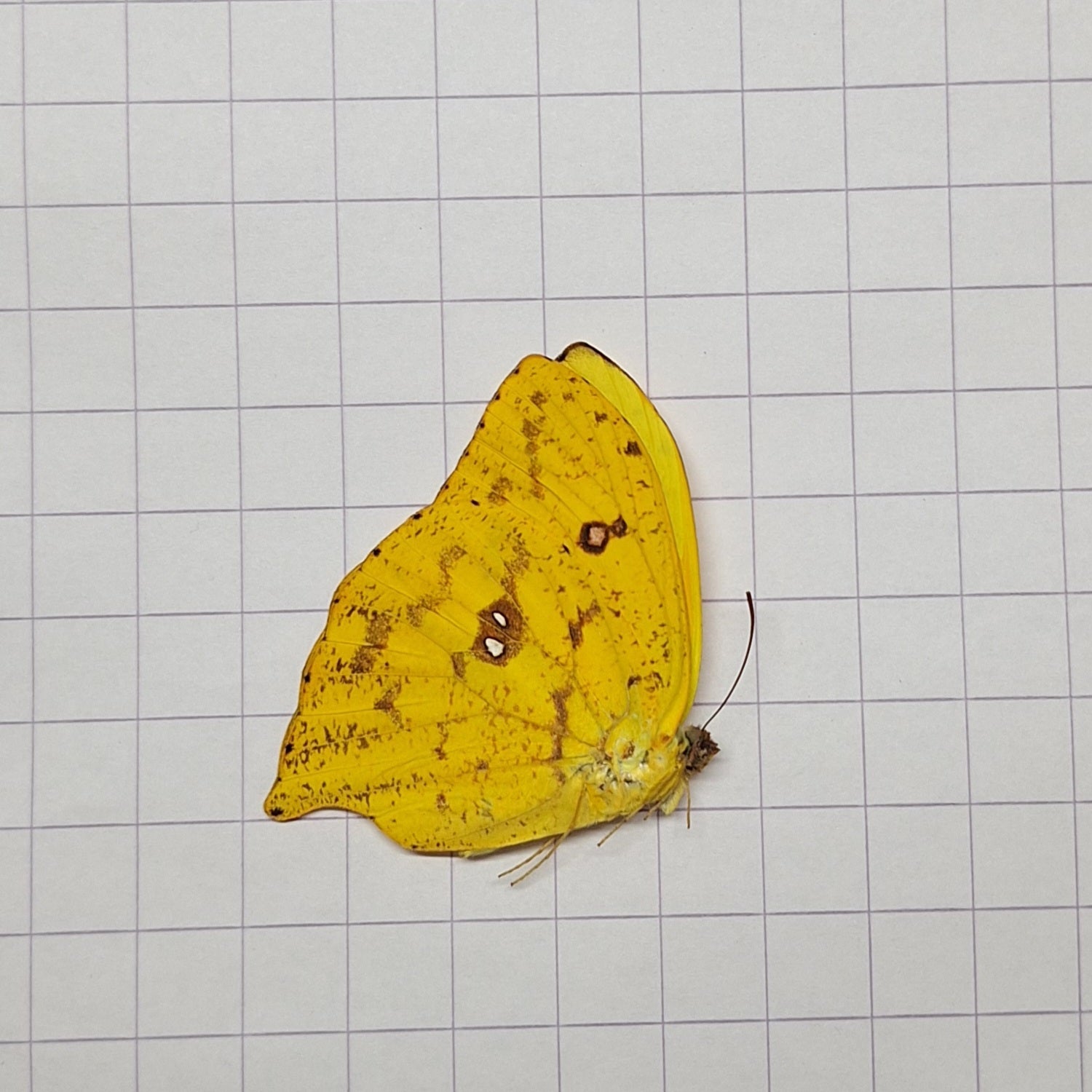 Phoebis rurina Onopgezet