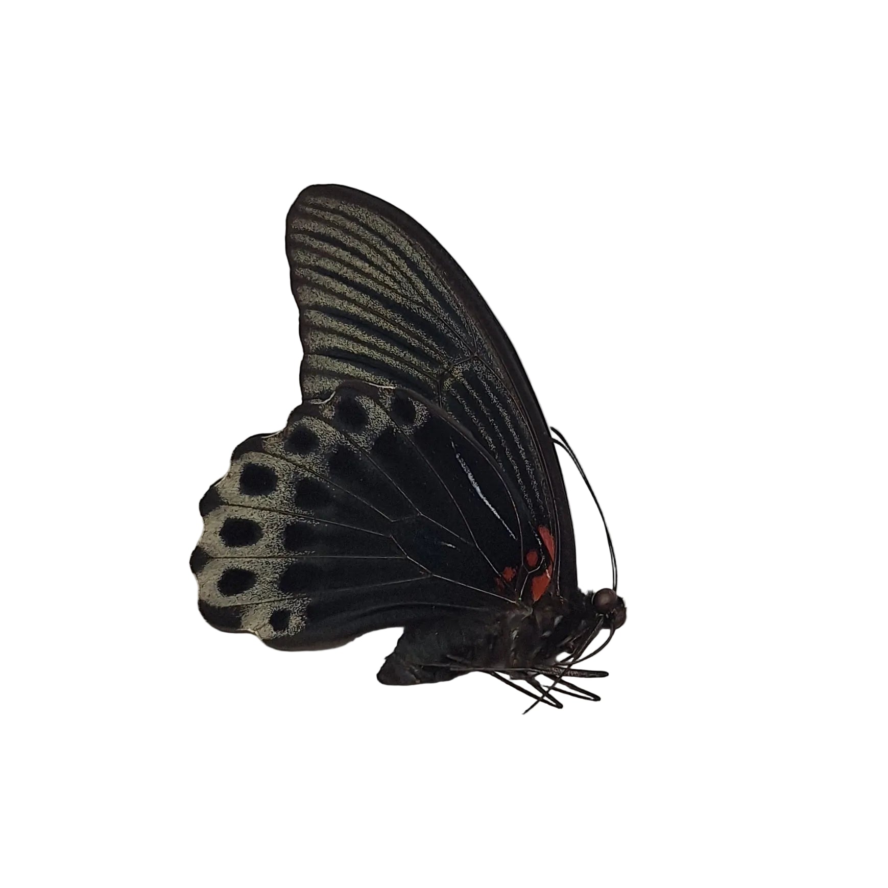 Papilio memnon ♂️ Onopgezet
