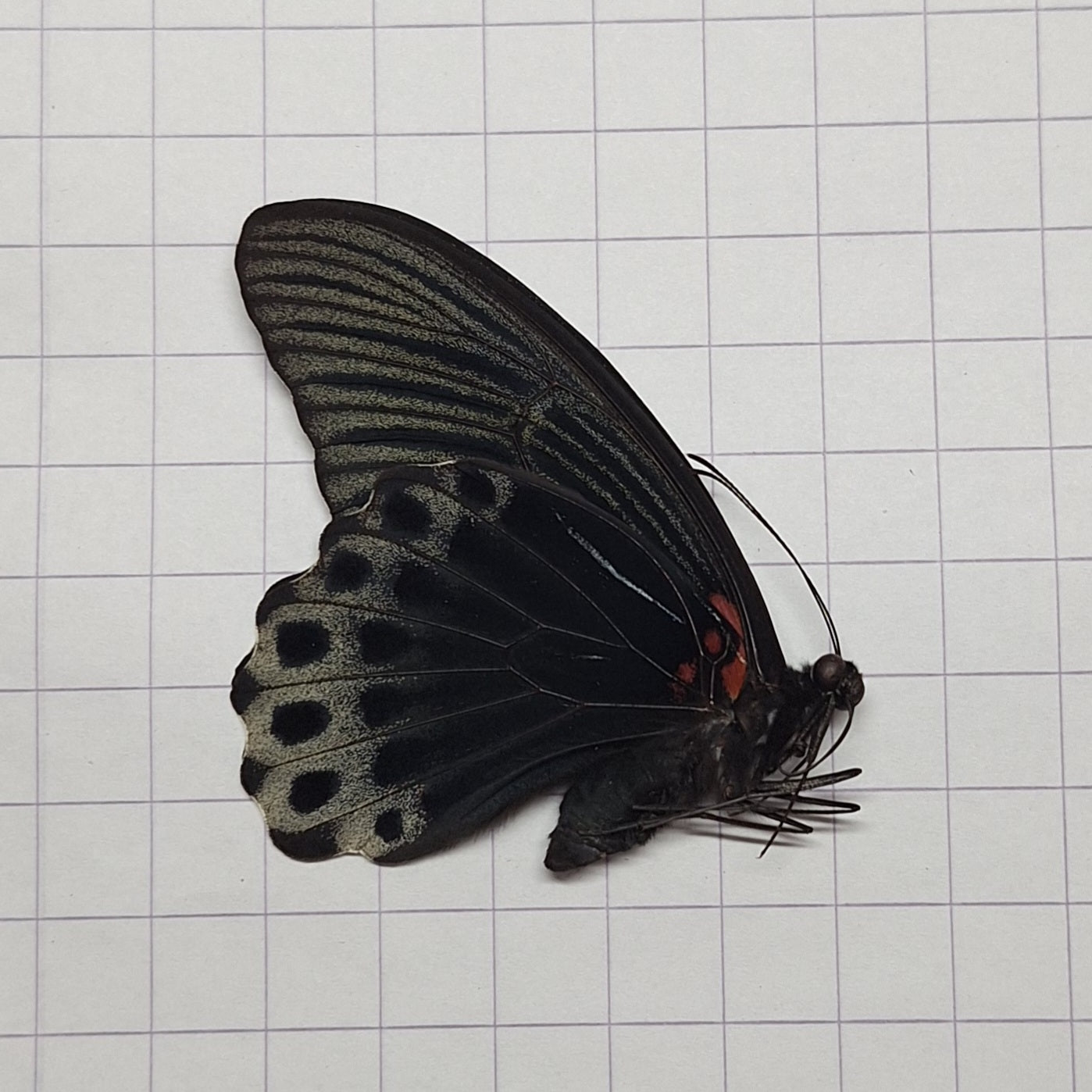Papilio memnon ♂️ Onopgezet