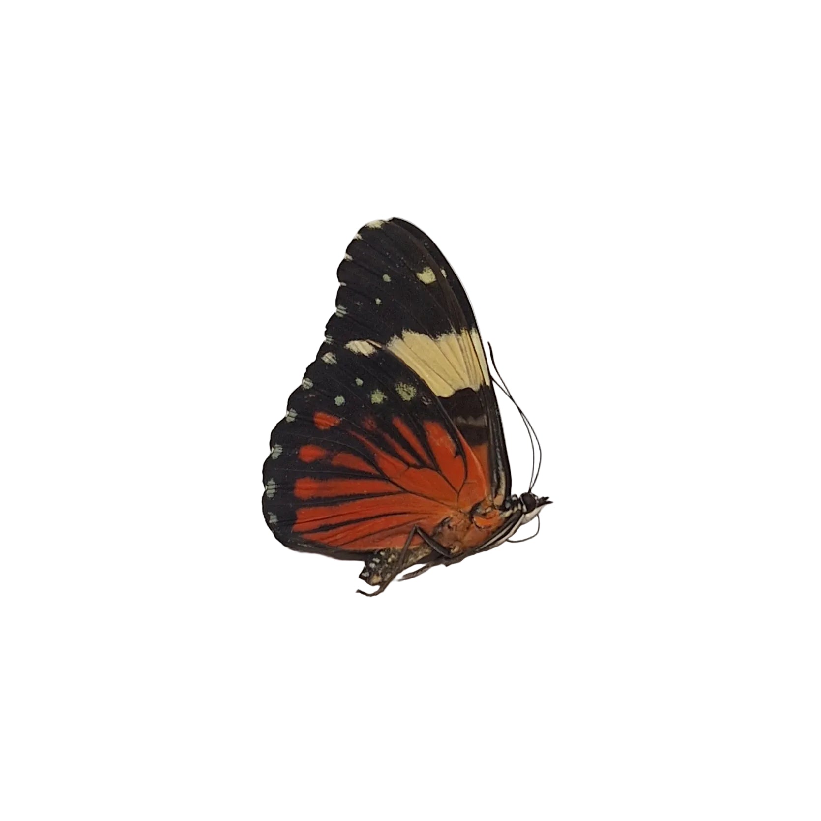 Hamadryas amphinome Onopgezet