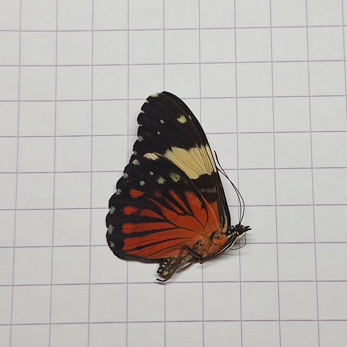 Hamadryas amphinome Onopgezet
