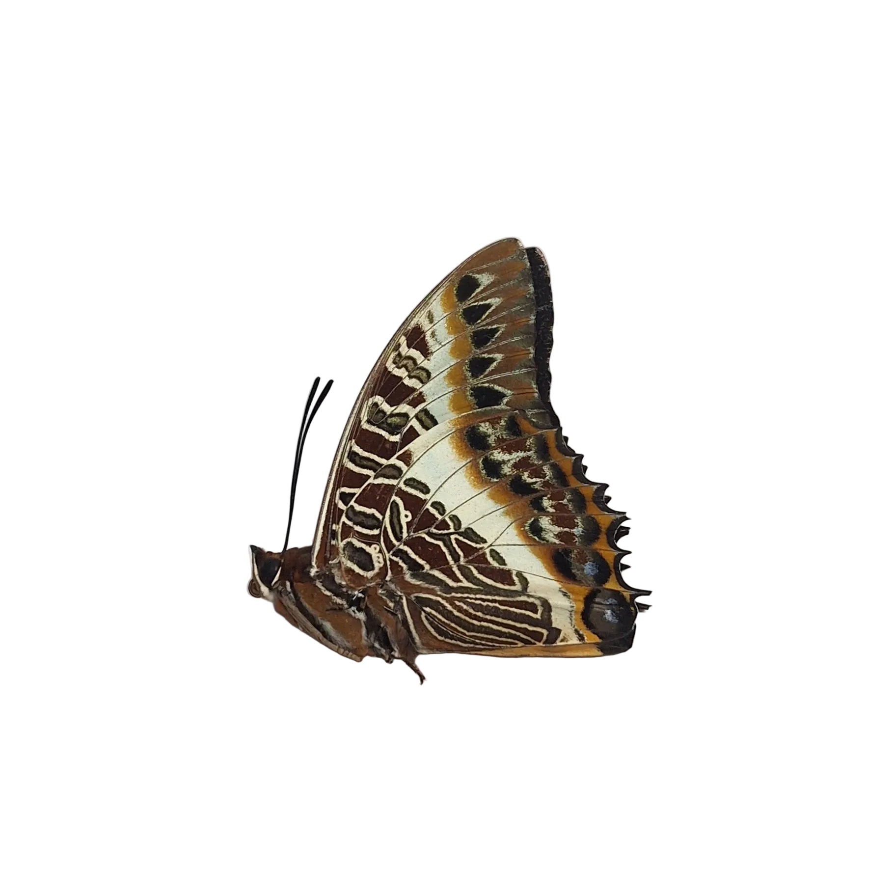 Charaxes brutus Onopgezet