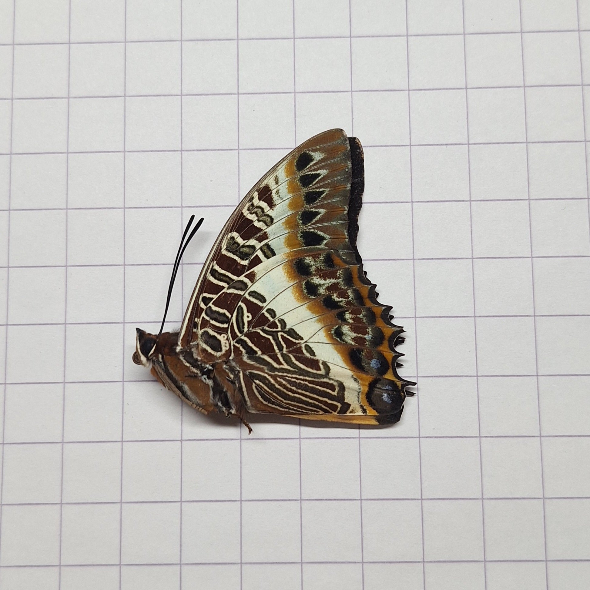 Charaxes brutus Onopgezet