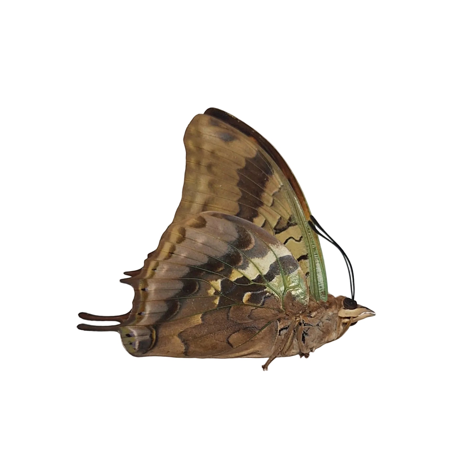 Charaxes candiope Onopgezet