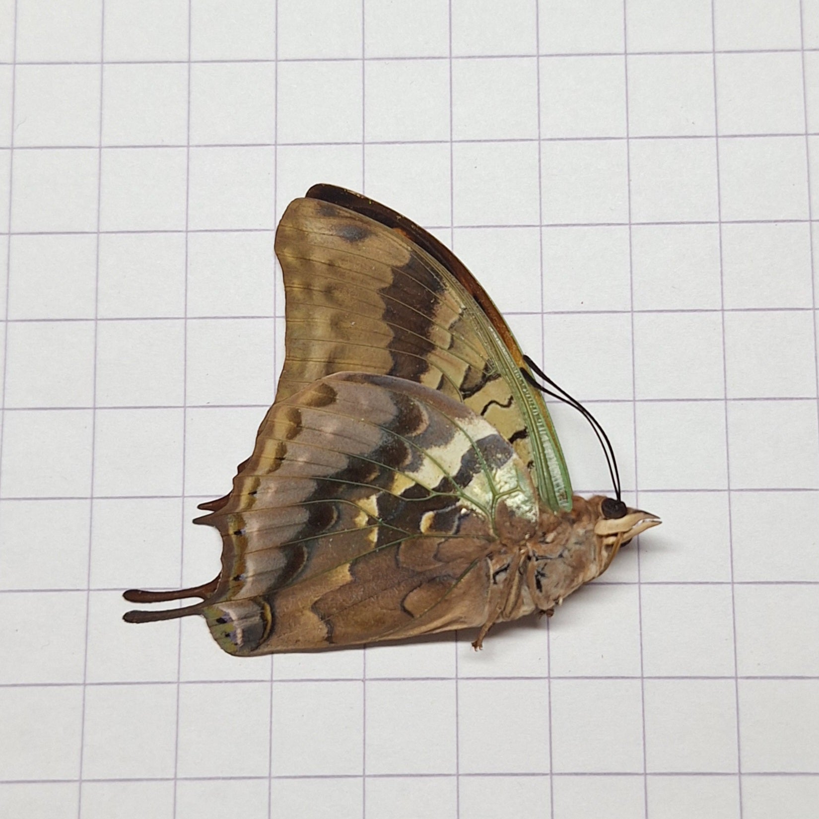 Charaxes candiope Onopgezet