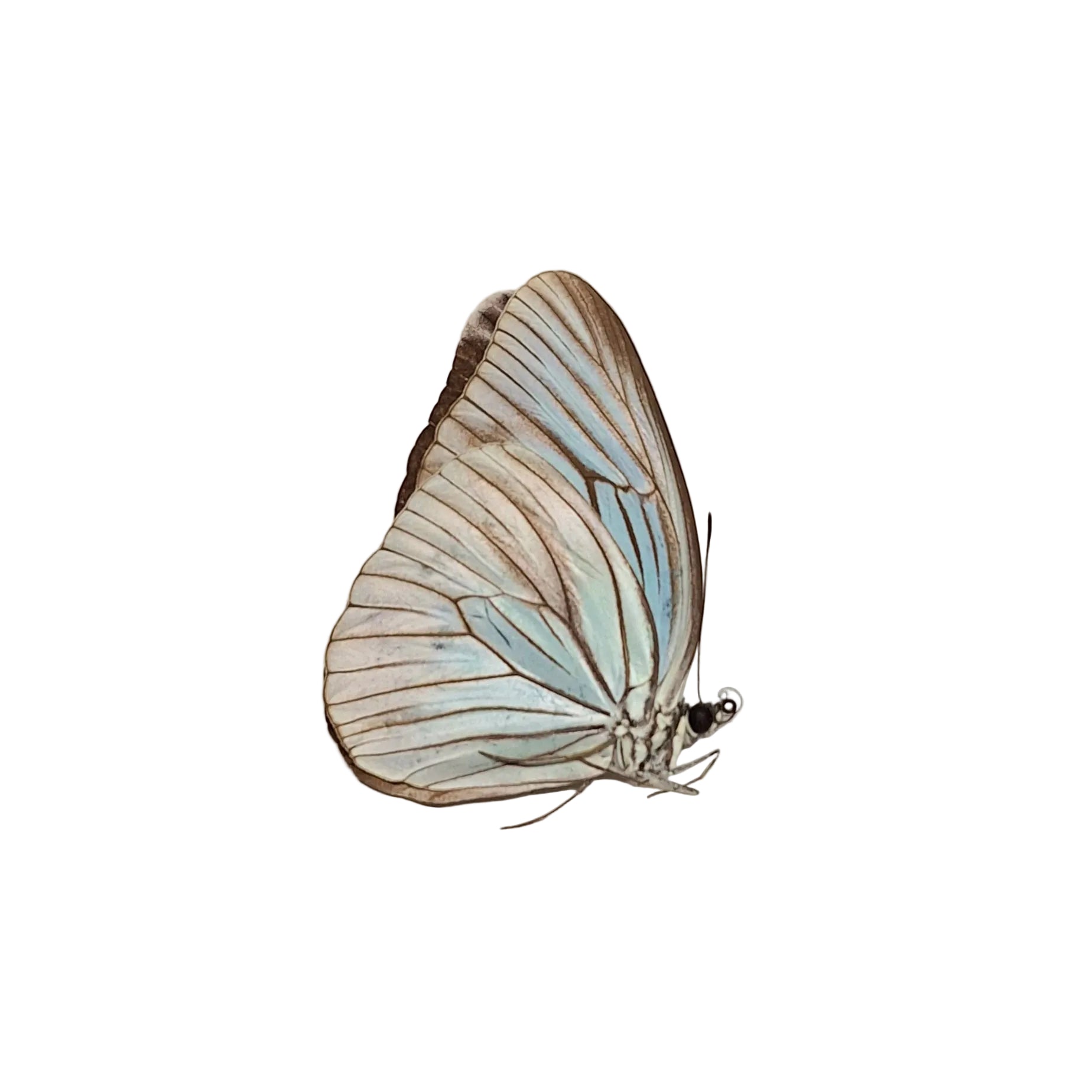 Pareronia tritaea Onopgezet