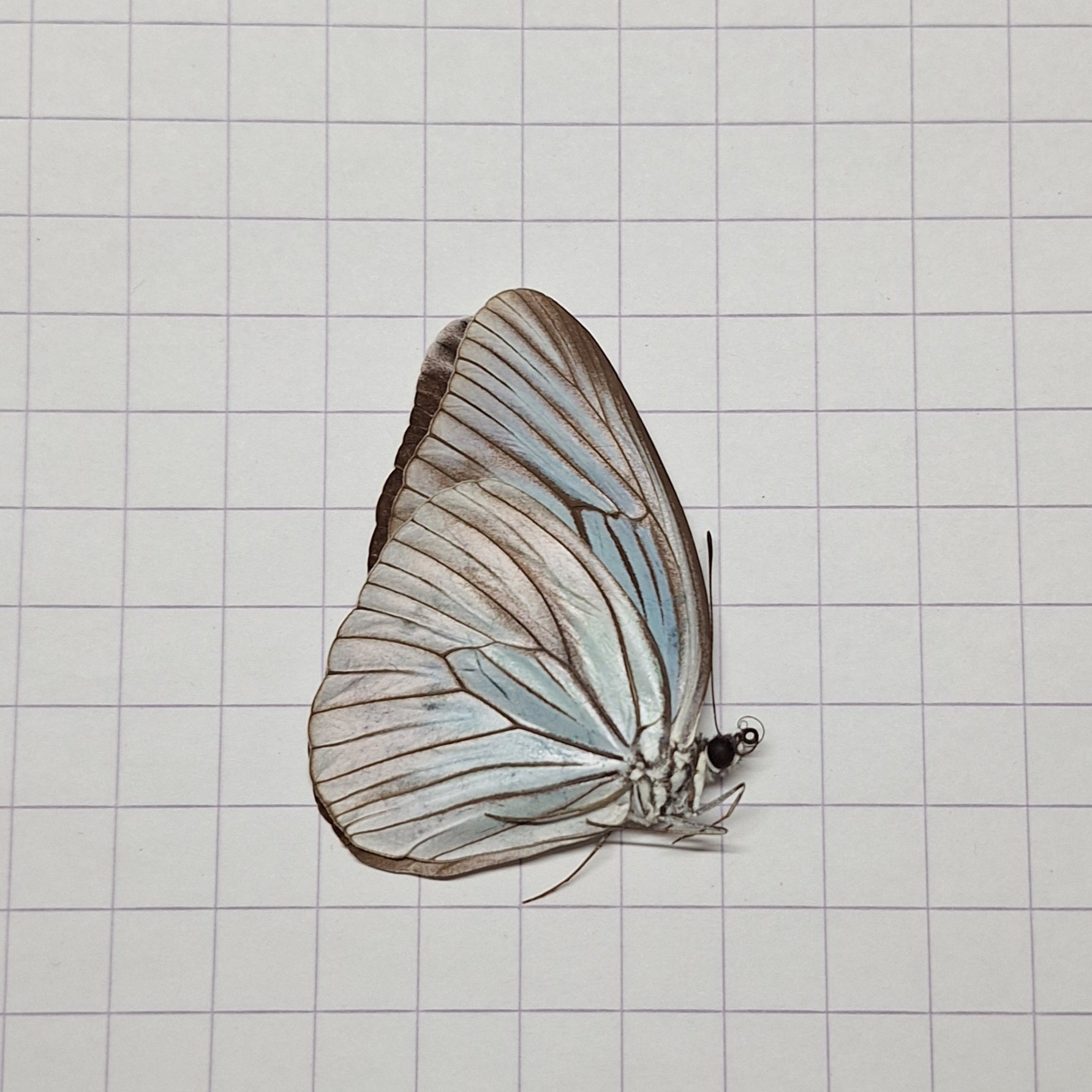 Pareronia tritaea Onopgezet