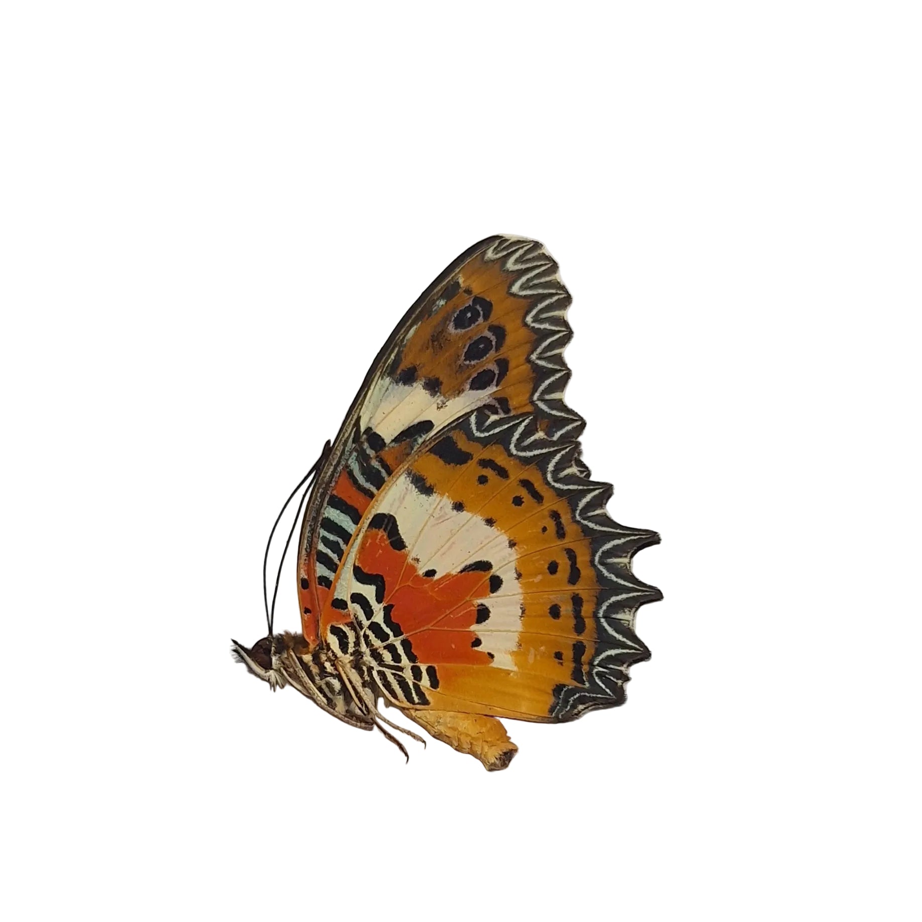 Cethosia hypsea Onopgezet