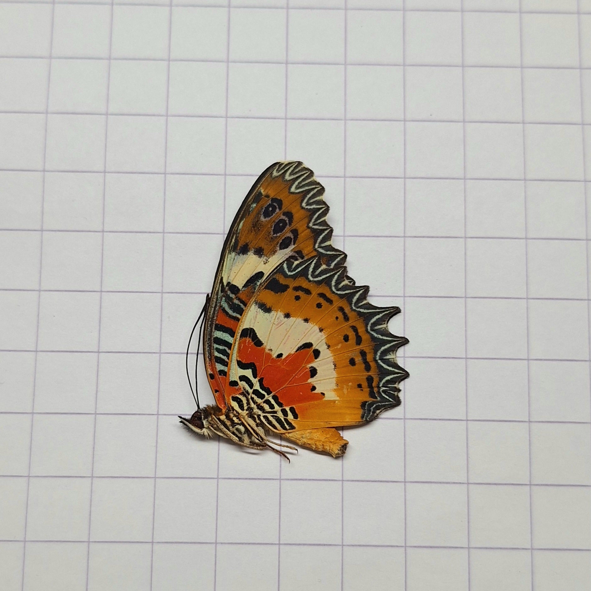 Cethosia hypsea Onopgezet