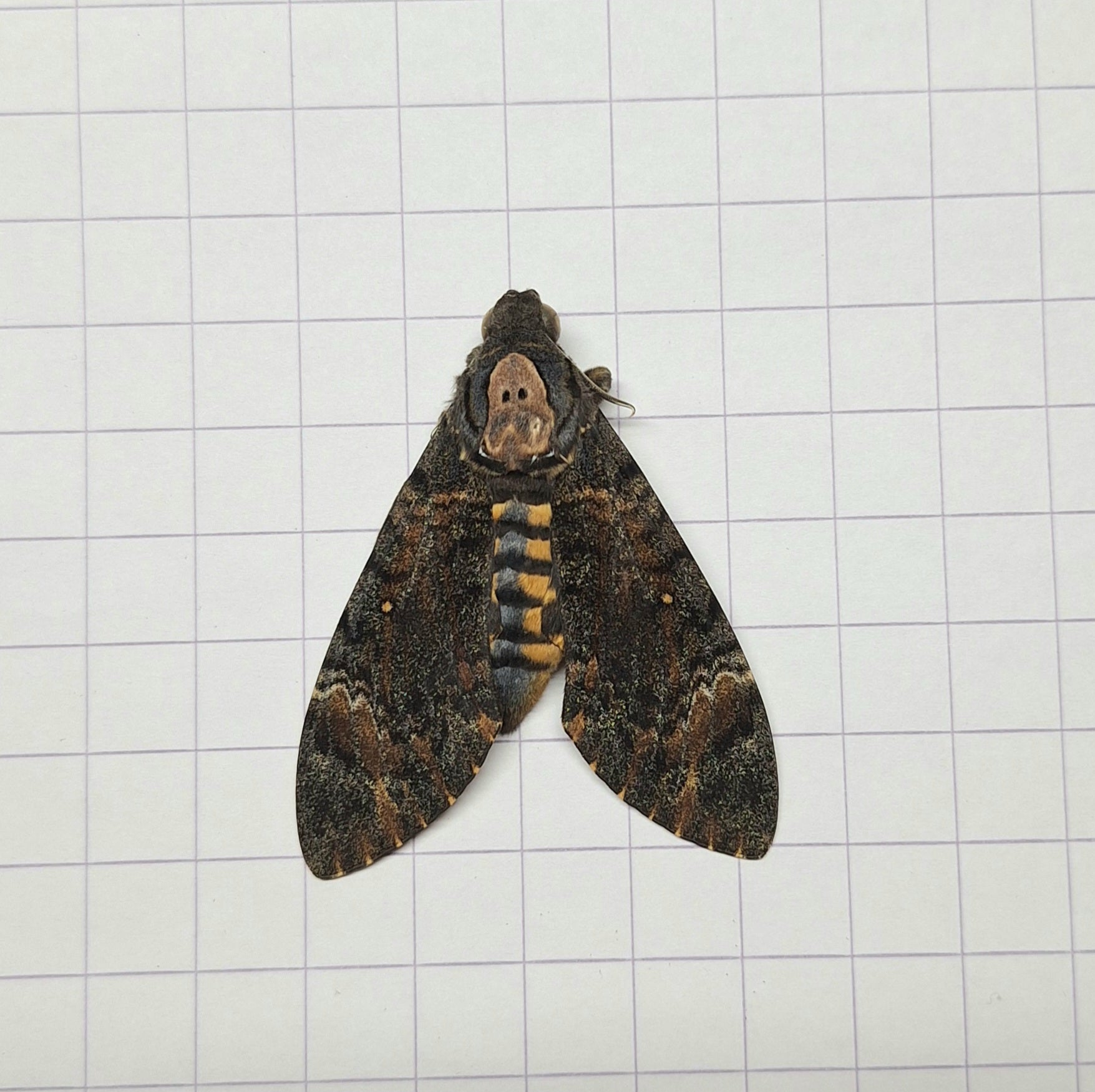 Acherontia styx Onopgezet Doodshoofd mot