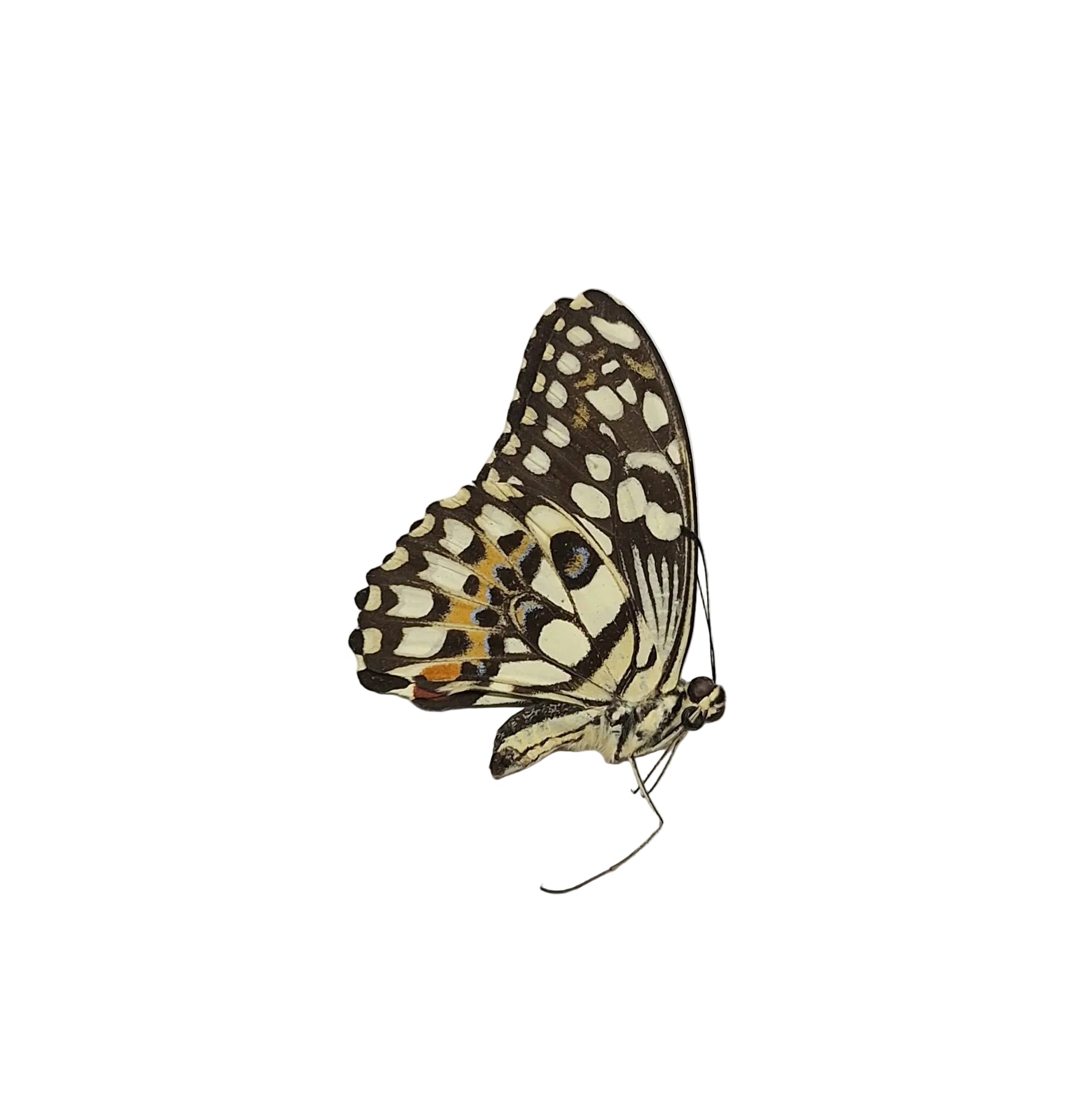 Butterfly with patterned wings on a whitebackground