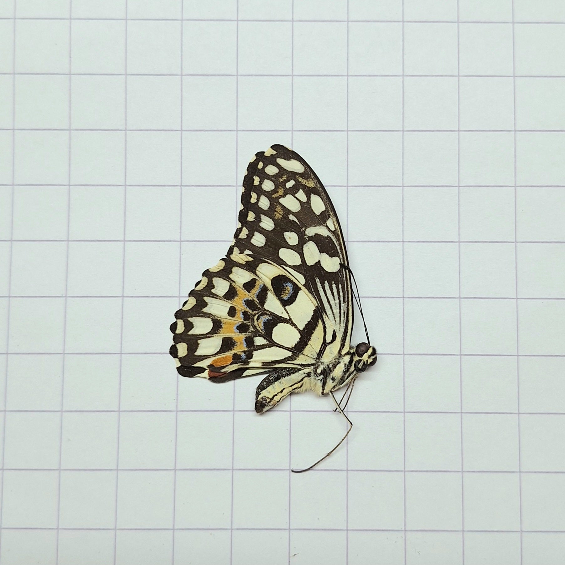 Papilio demoleus Onopgezet