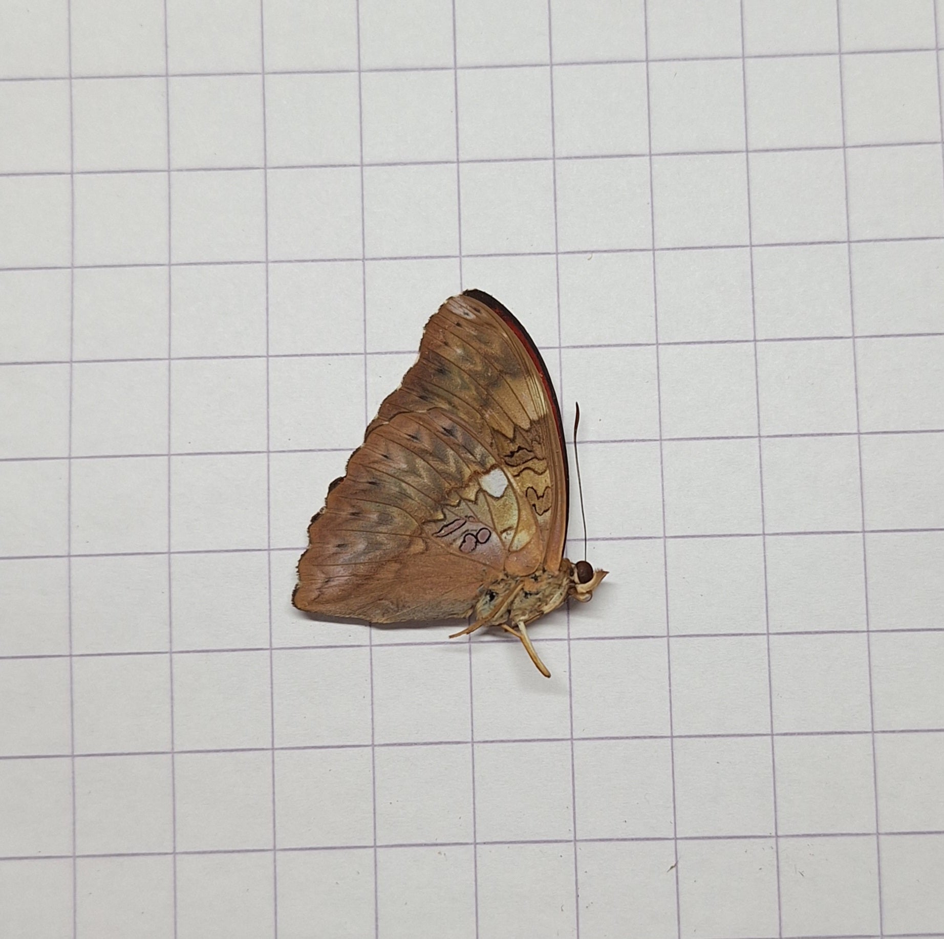 Cymothoe ssp. (rood) Onopgezet