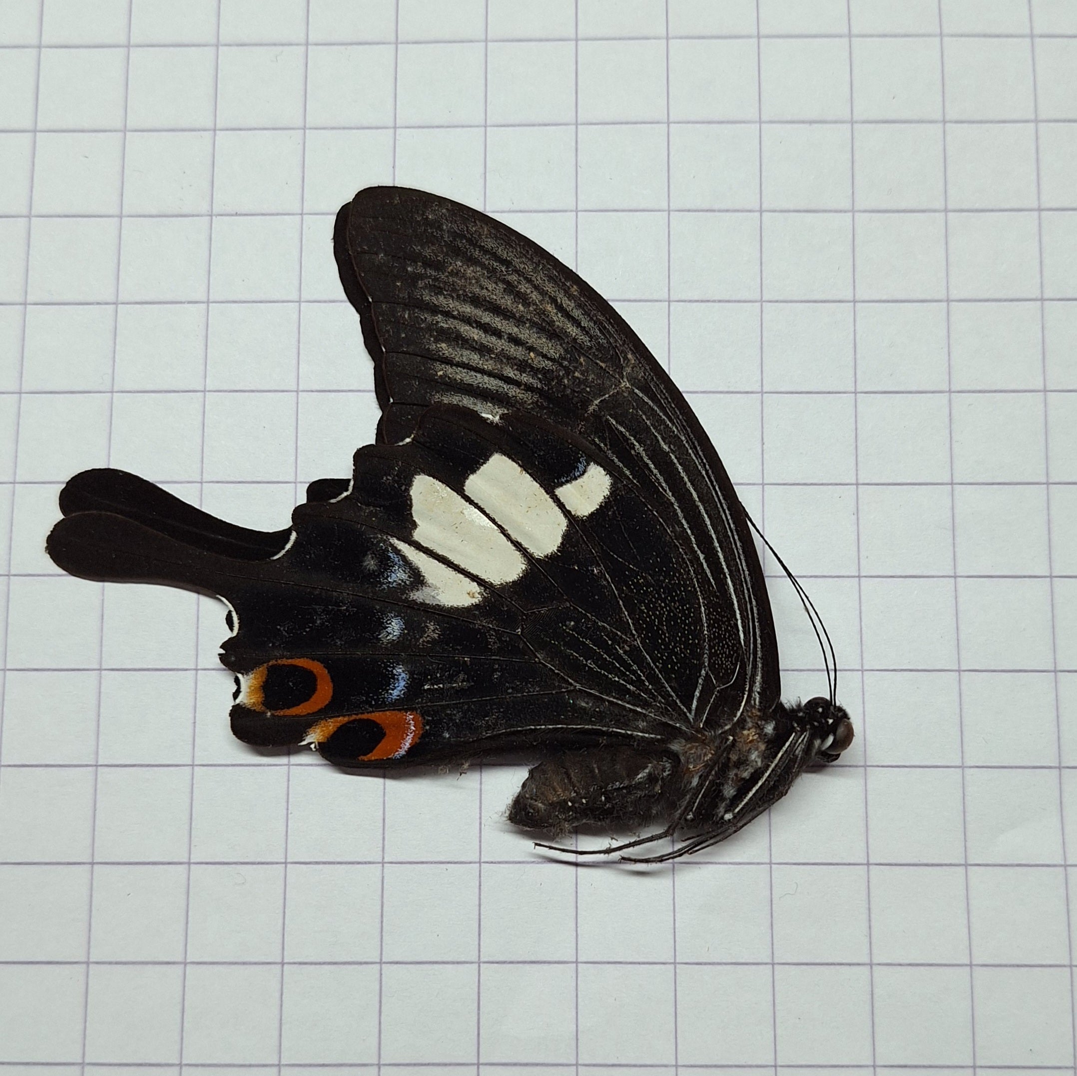 Papilio iswara Onopgezet