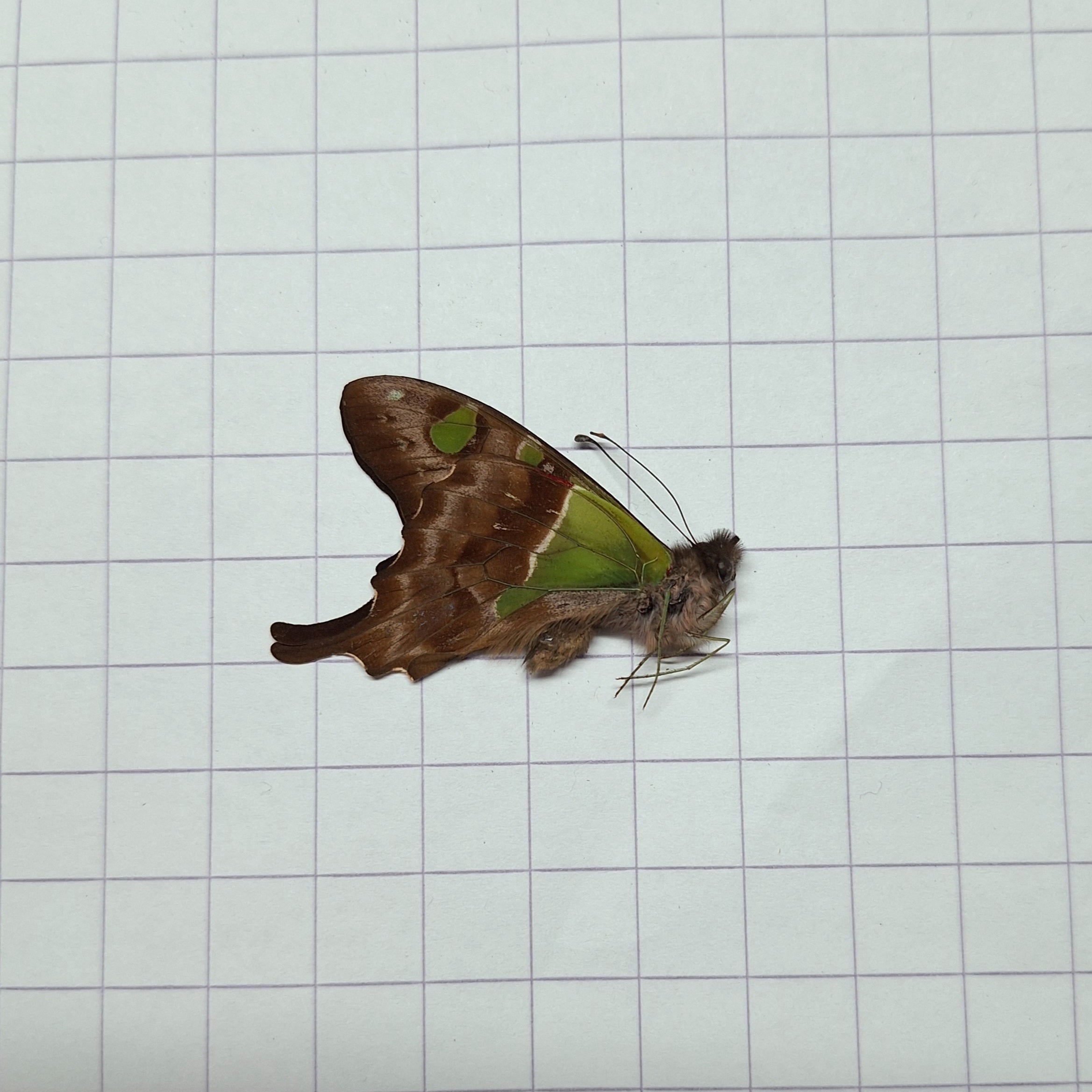 Graphium weiskei Onopgezet