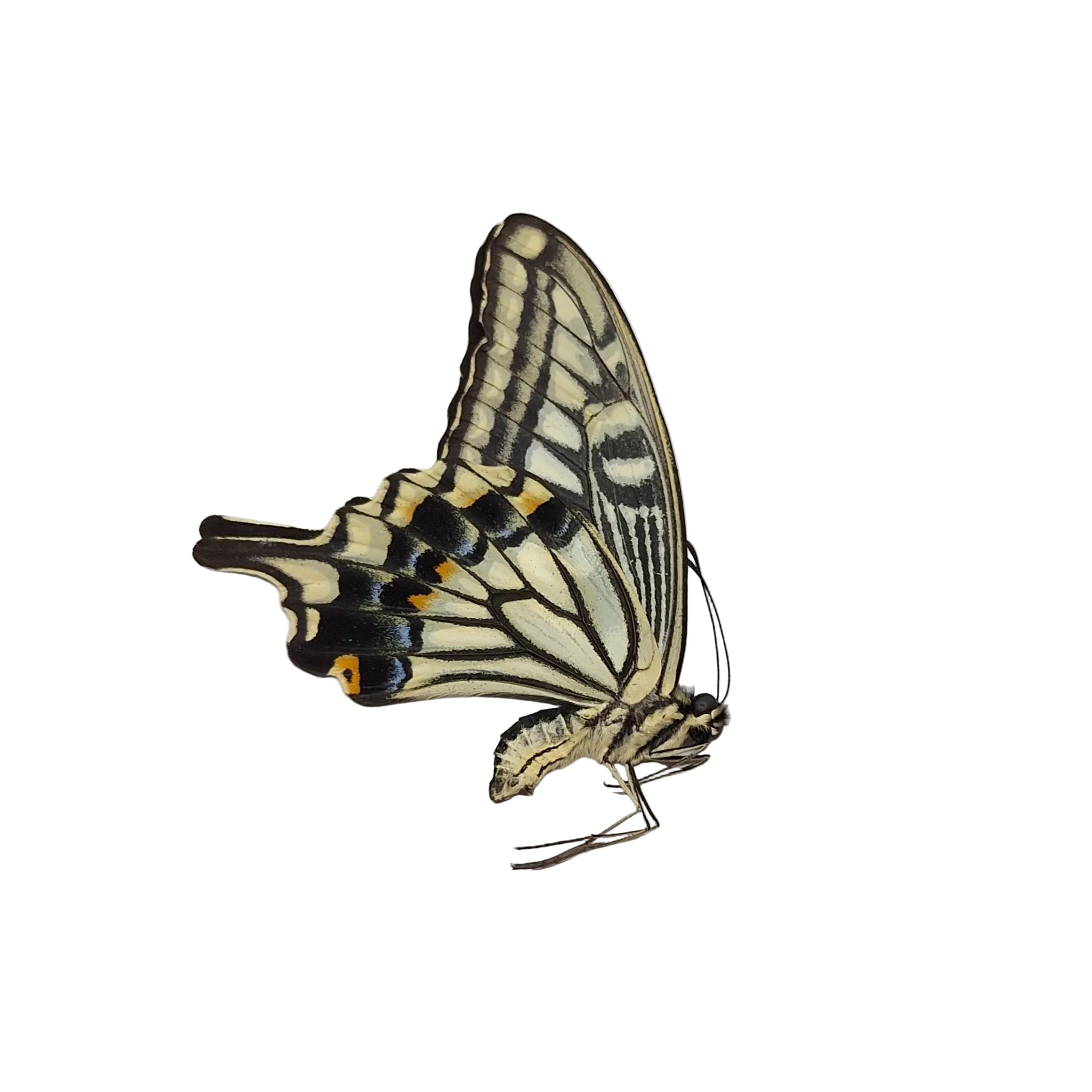 Papilio xuthus Onopgezet
