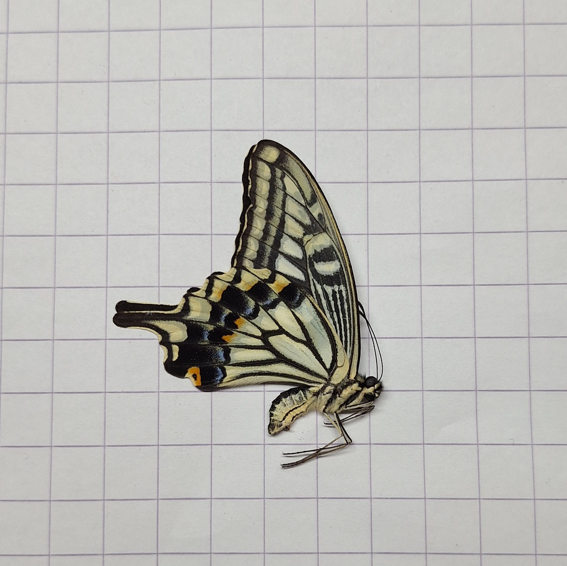Papilio xuthus Onopgezet