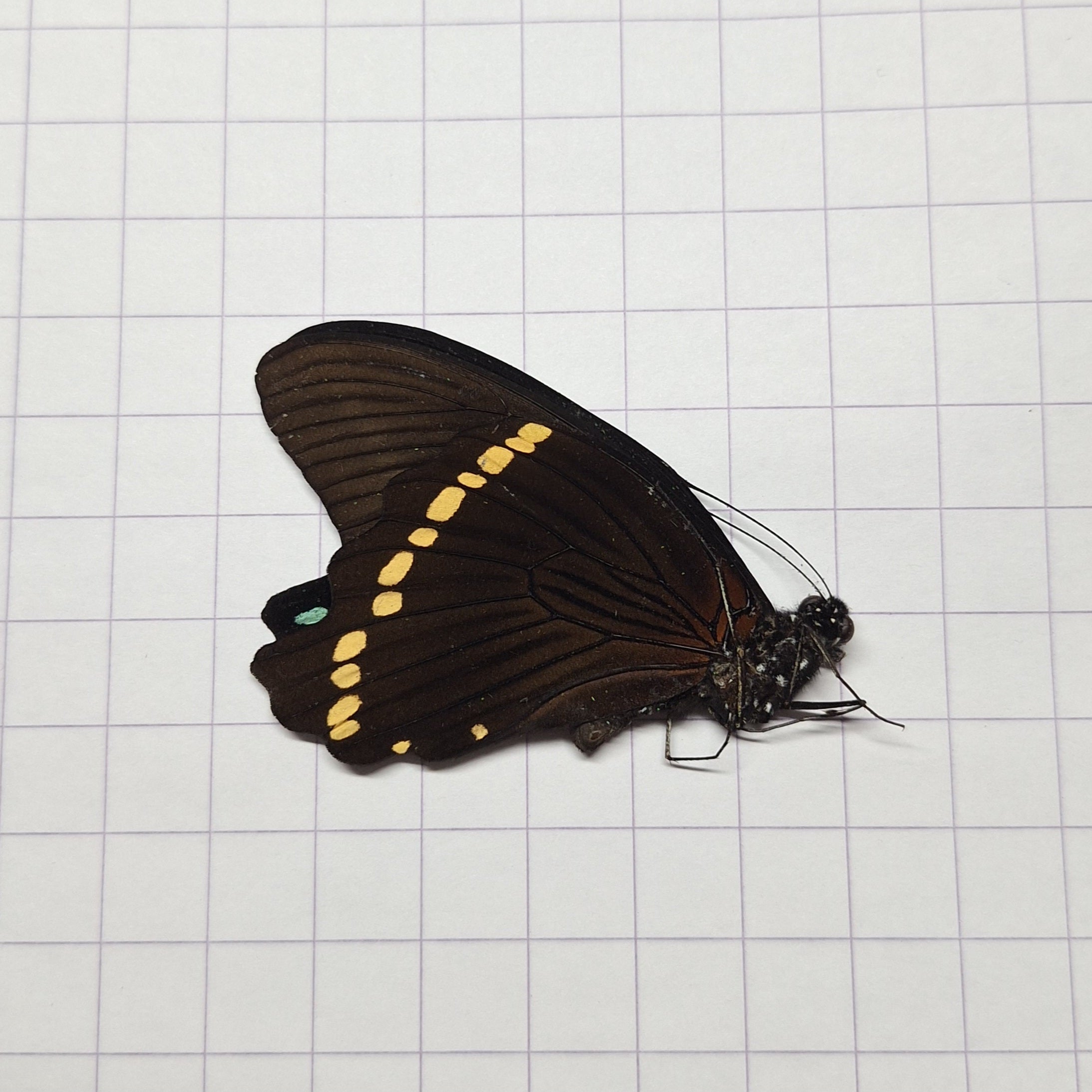 Papilio bromuis Onopgezet