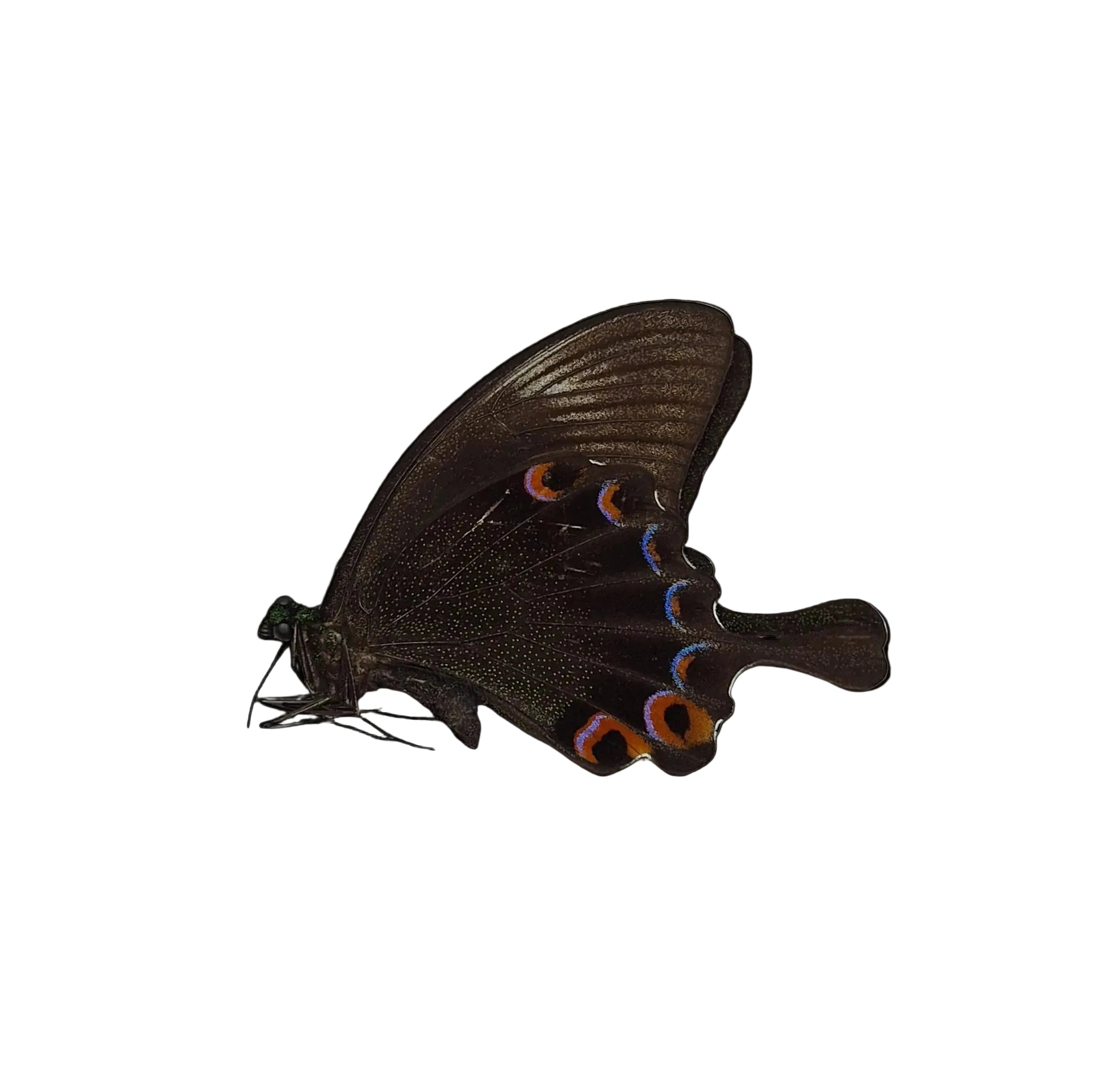 Butterfly with dark brown wings featuring blue and orange patterns