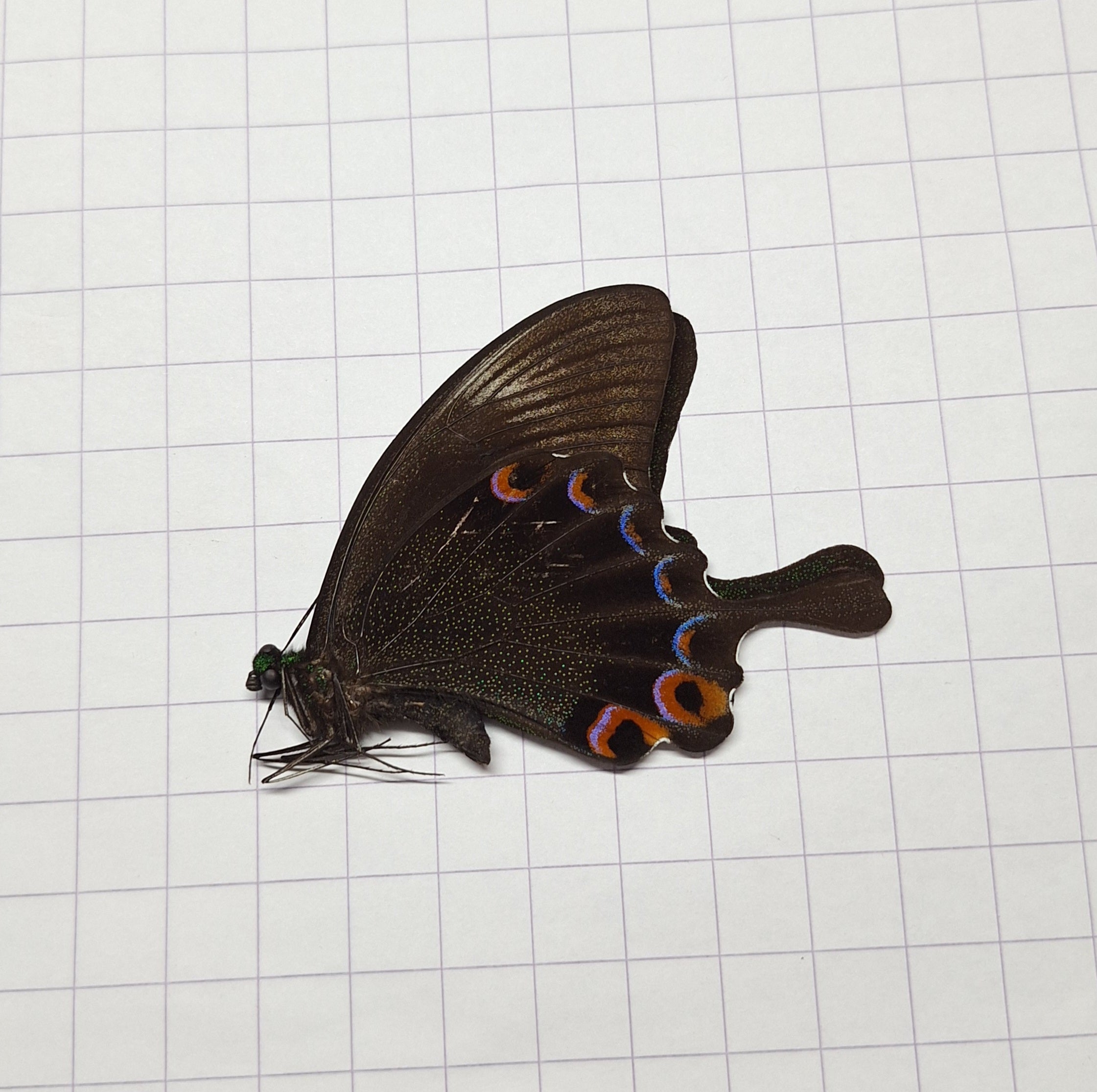 Papilio maackii Onopgezet