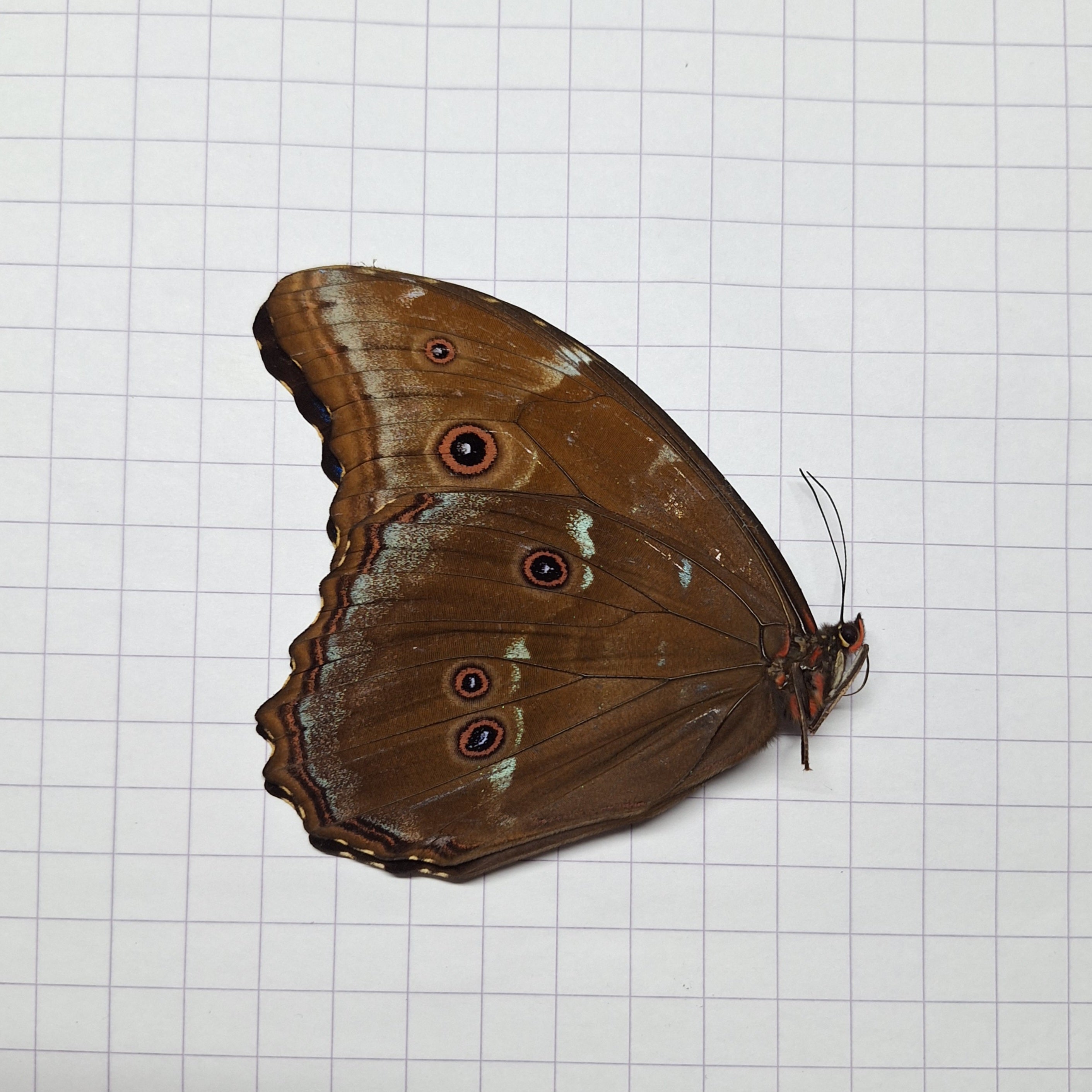 Morpho didius Onopgezet
