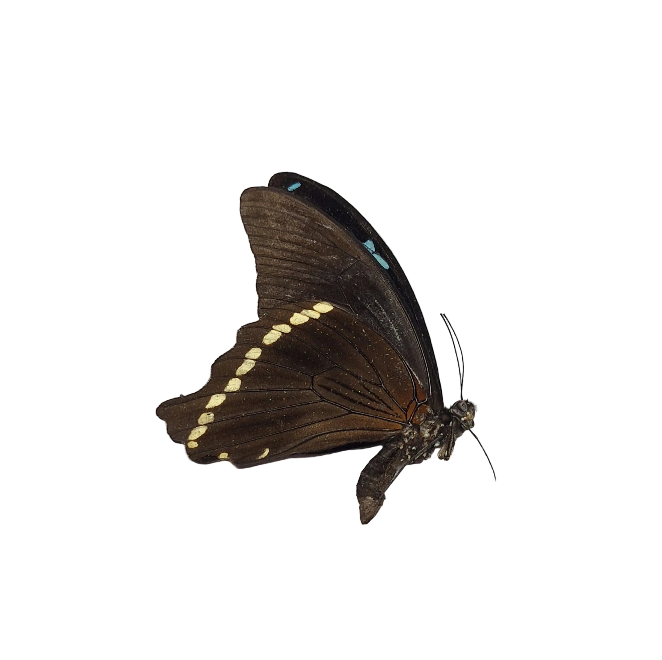 Papilio nireus Onopgezet