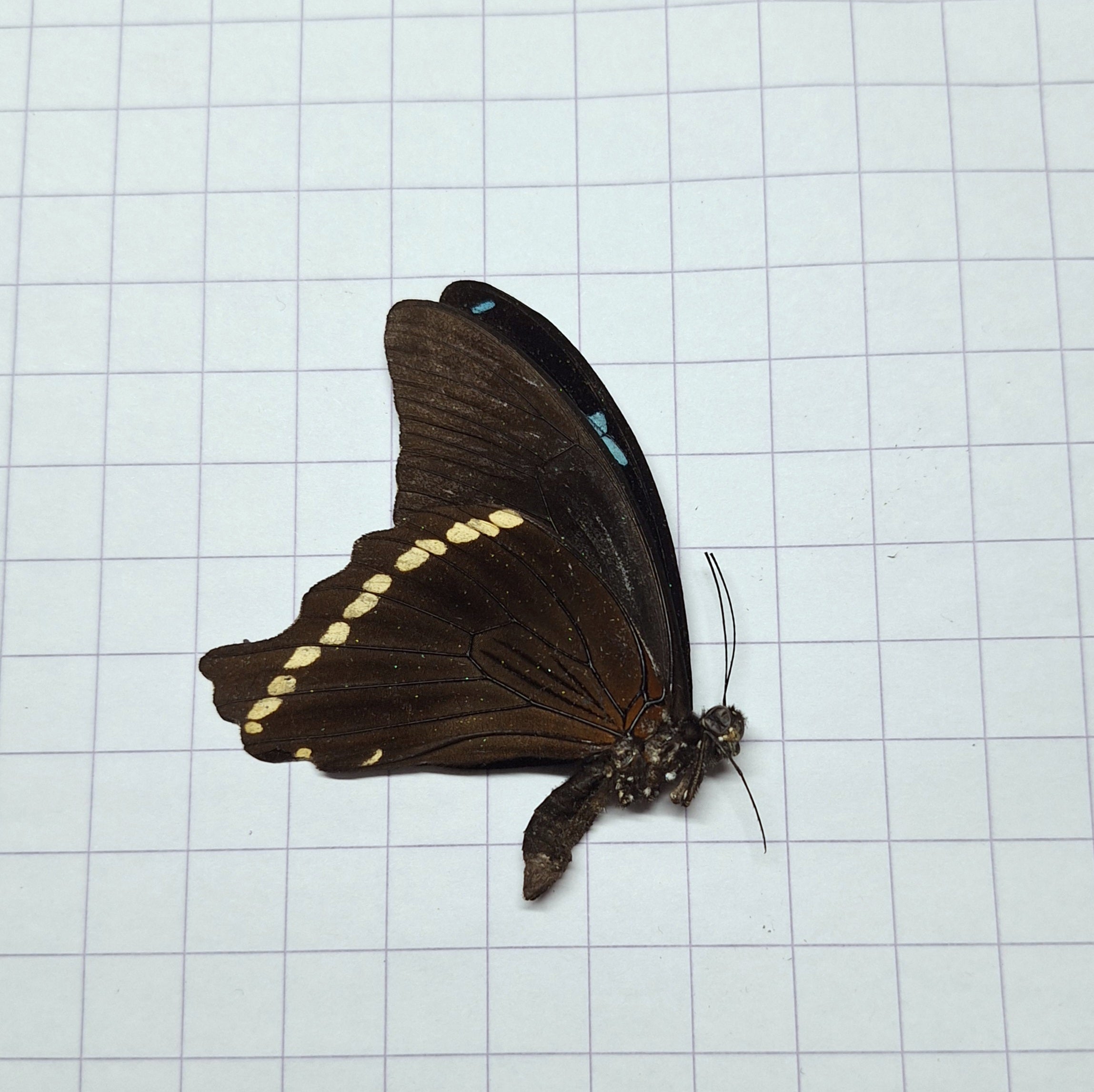 Papilio nireus Onopgezet