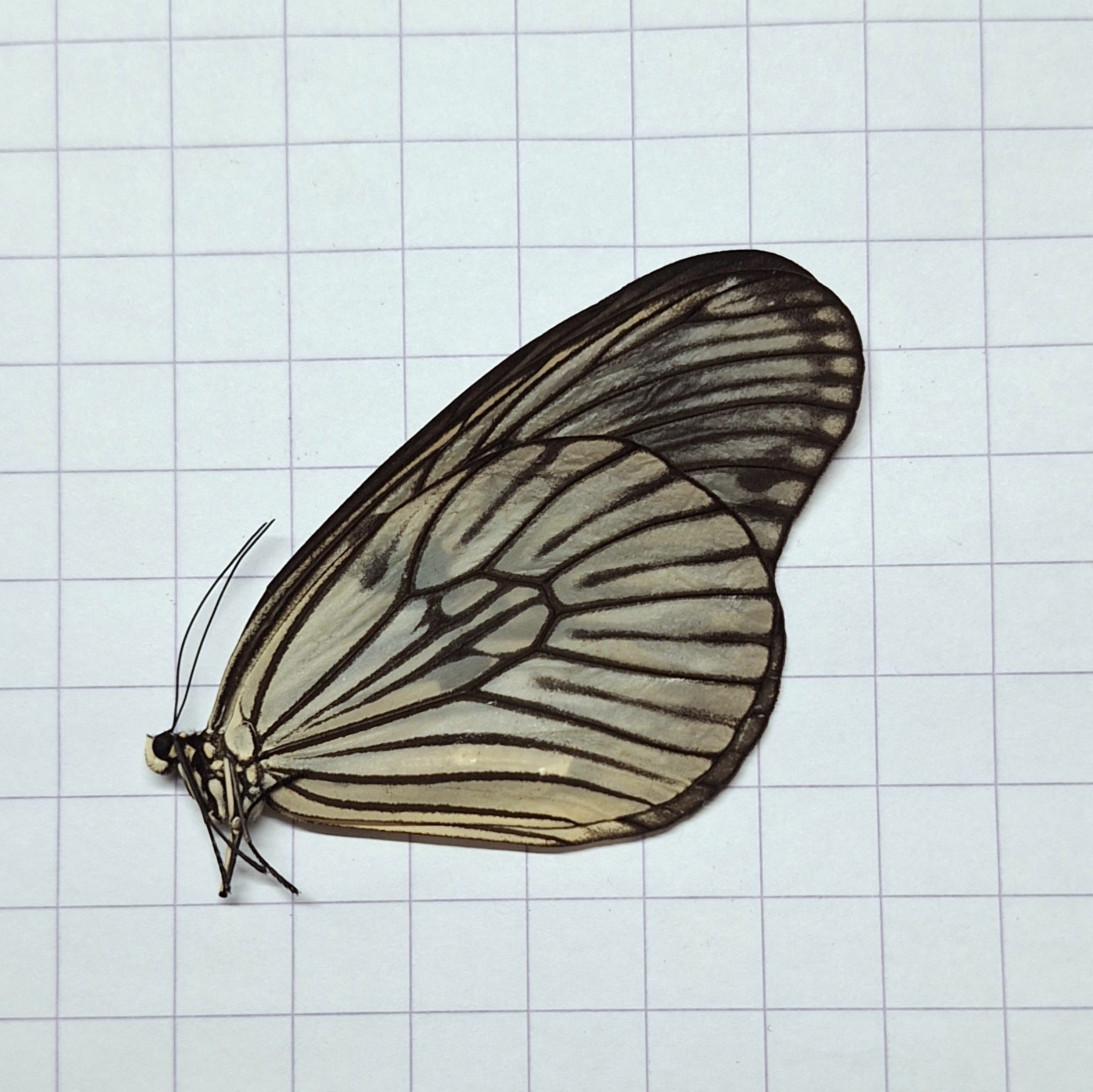 Idea blanchardii Onopgezet