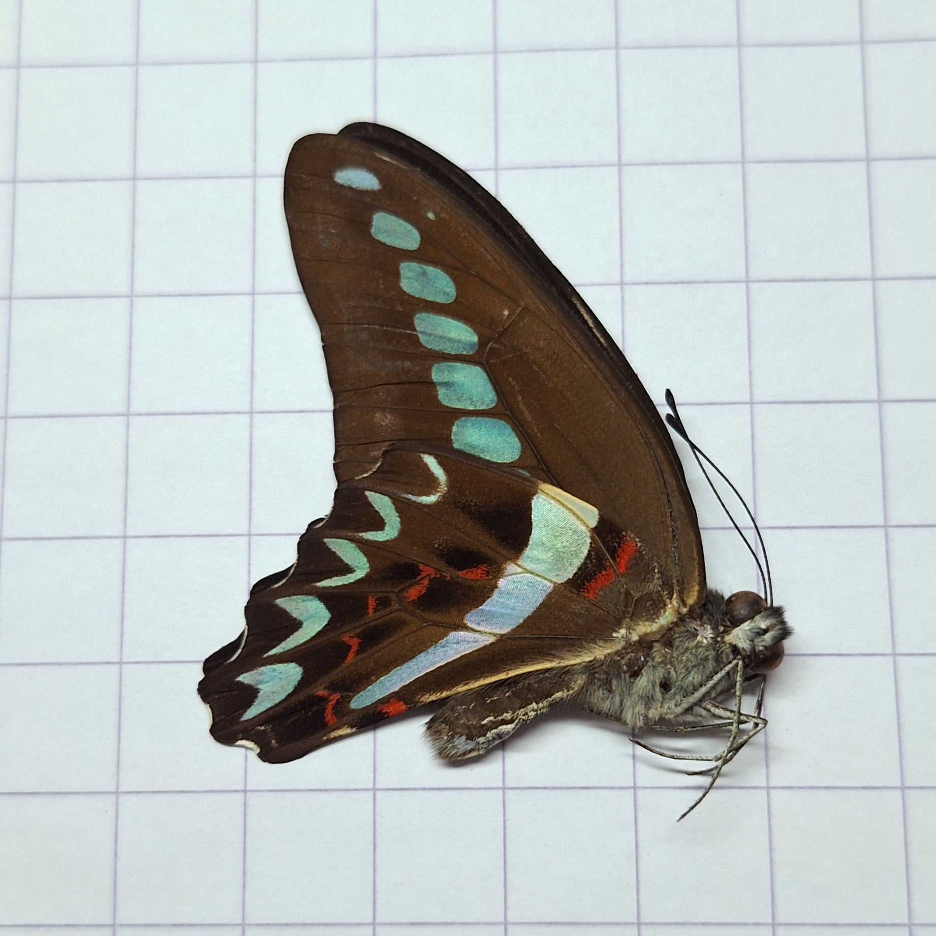 Graphium milon Onopgezet