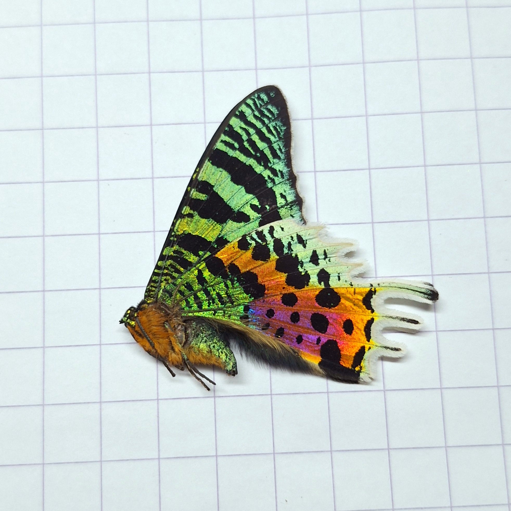 Urania (Chrysiridia) ripheus Onopgezet