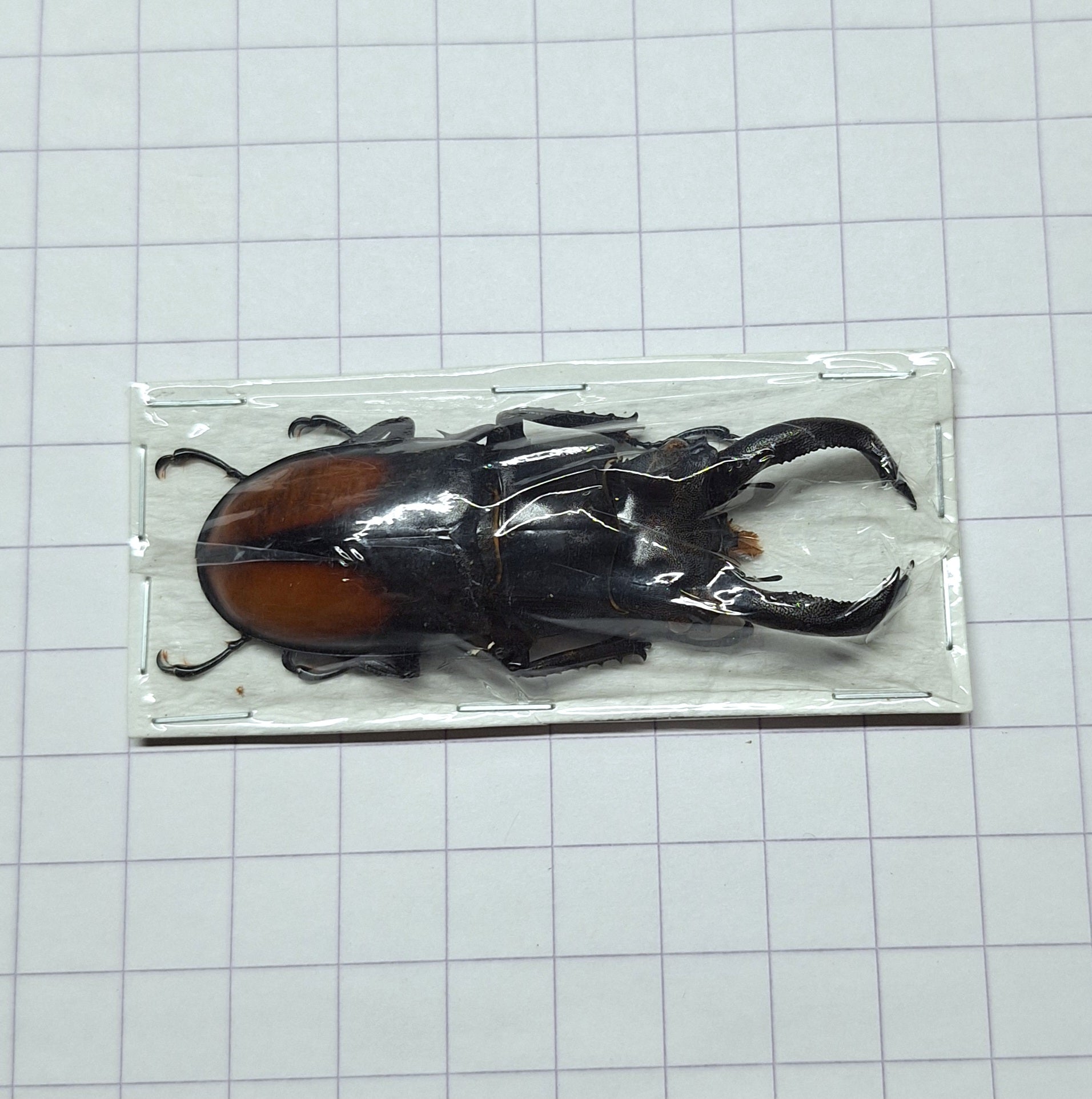Hexarthrius parryi Onopgezet