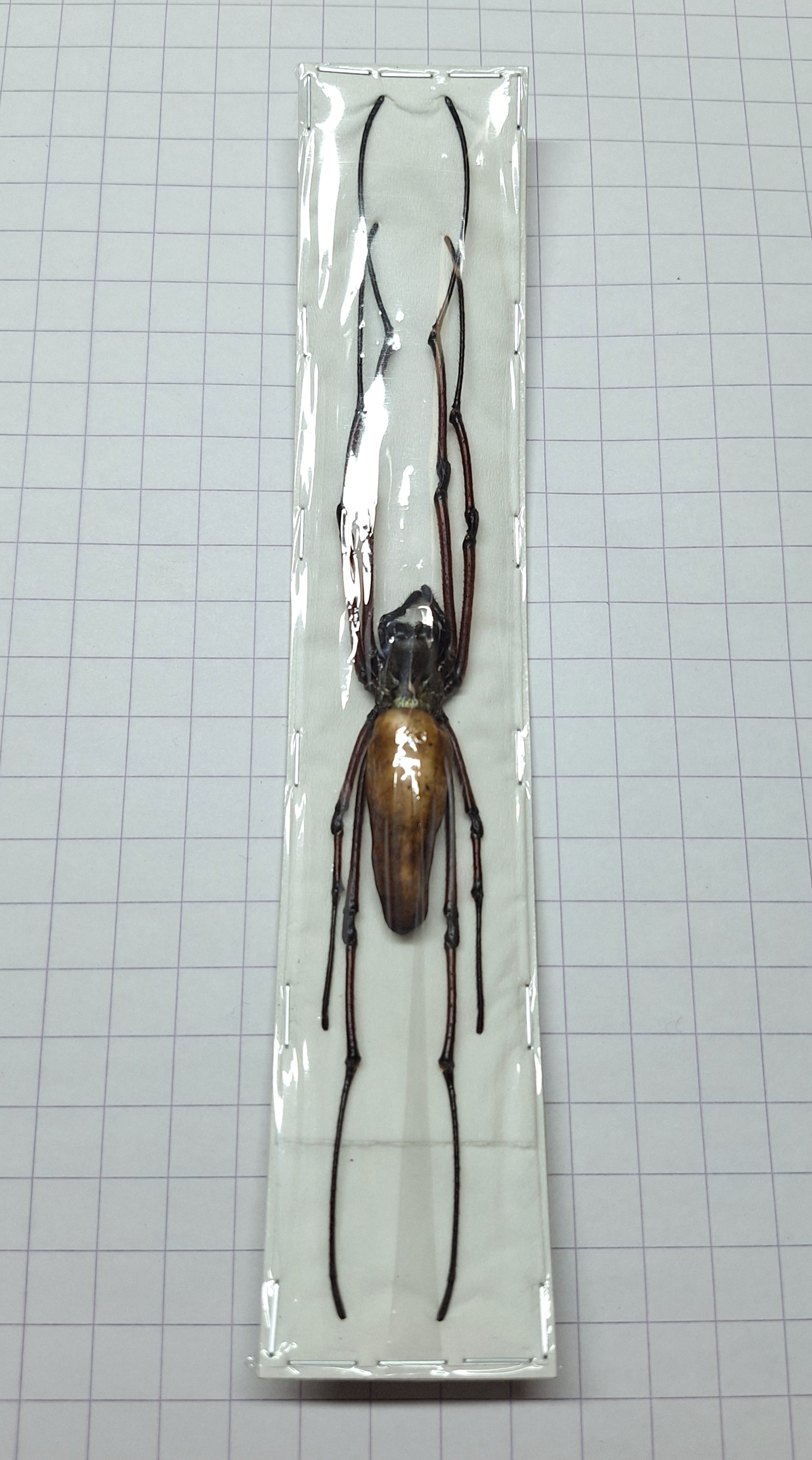 Nephila (Trichonephila) kuhlii Onopgezet