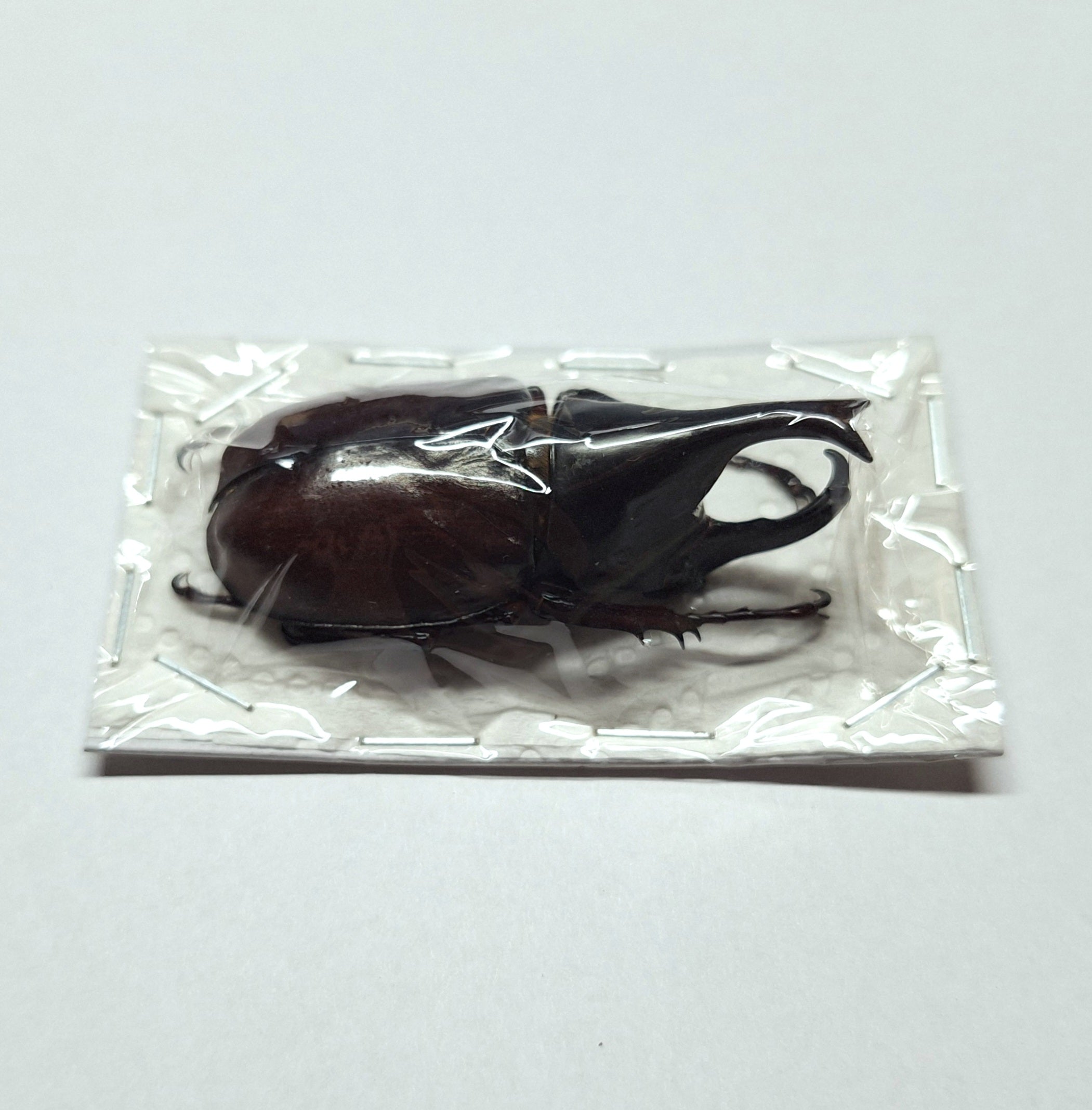 Xylotrupes gideon Onopgezet