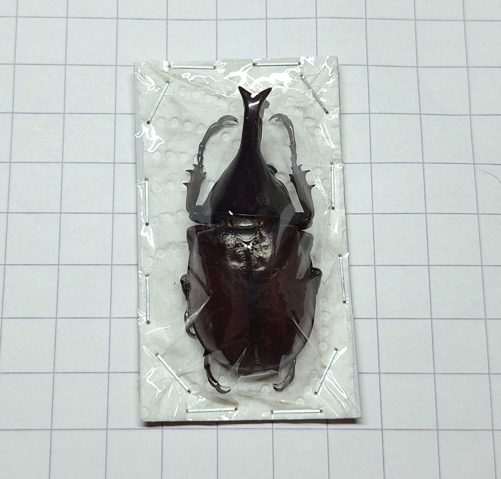Xylotrupes gideon Onopgezet