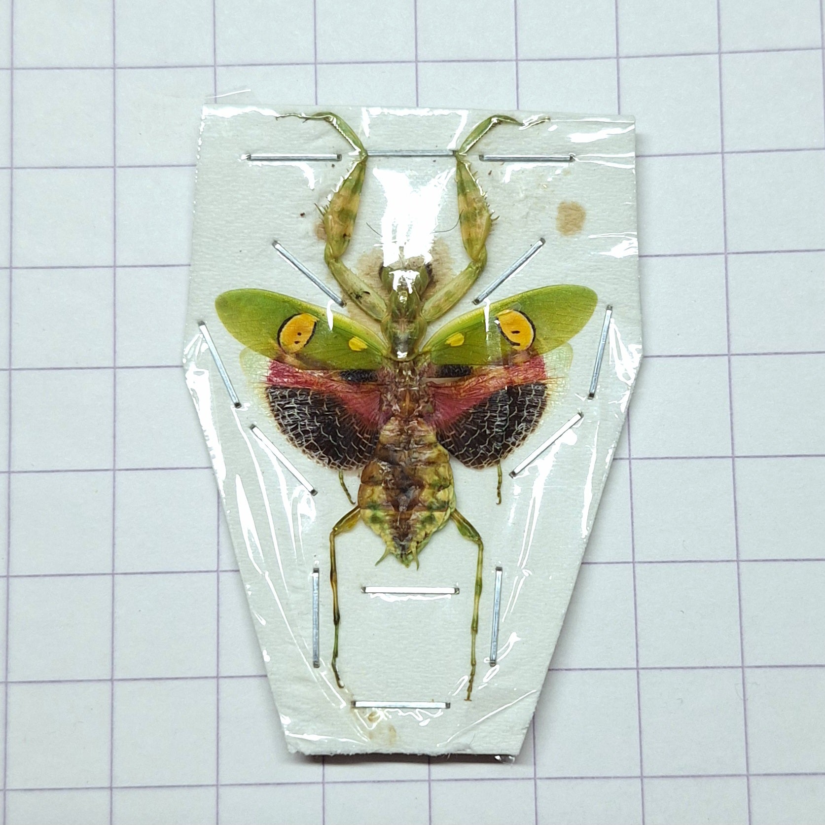 Creobroter gemmatus  ♀️ Onopgezet