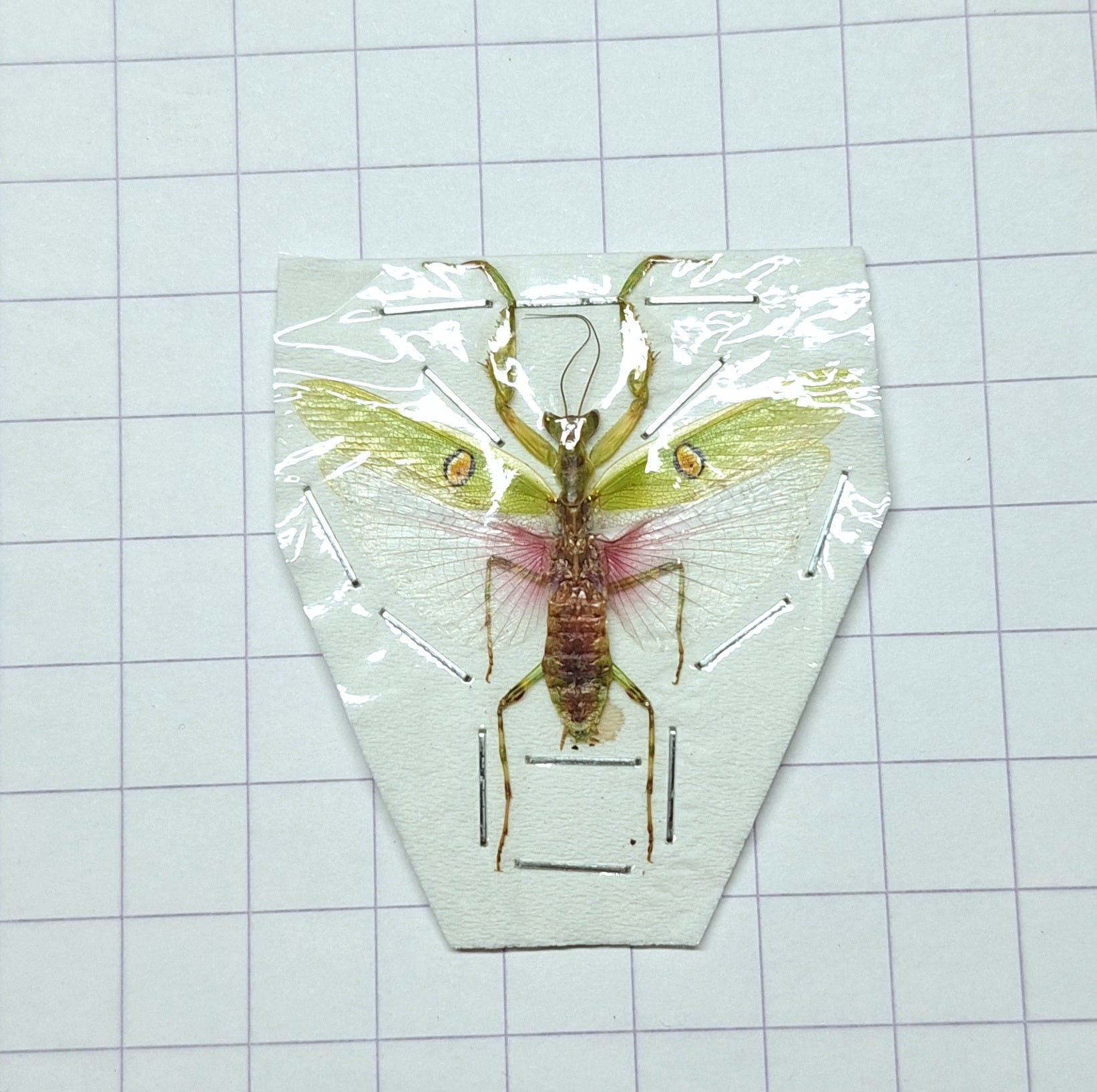 Creobroter gemmatus ♂️ Onopgezet