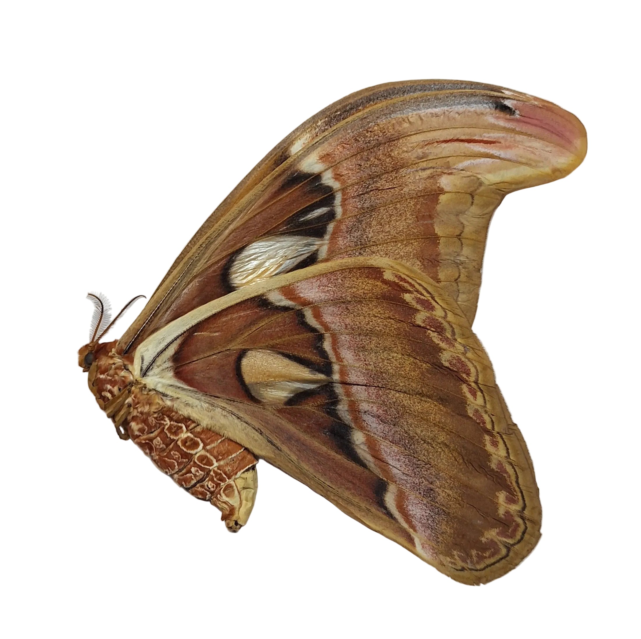 Attacus atlas ♀️ Onopgezet