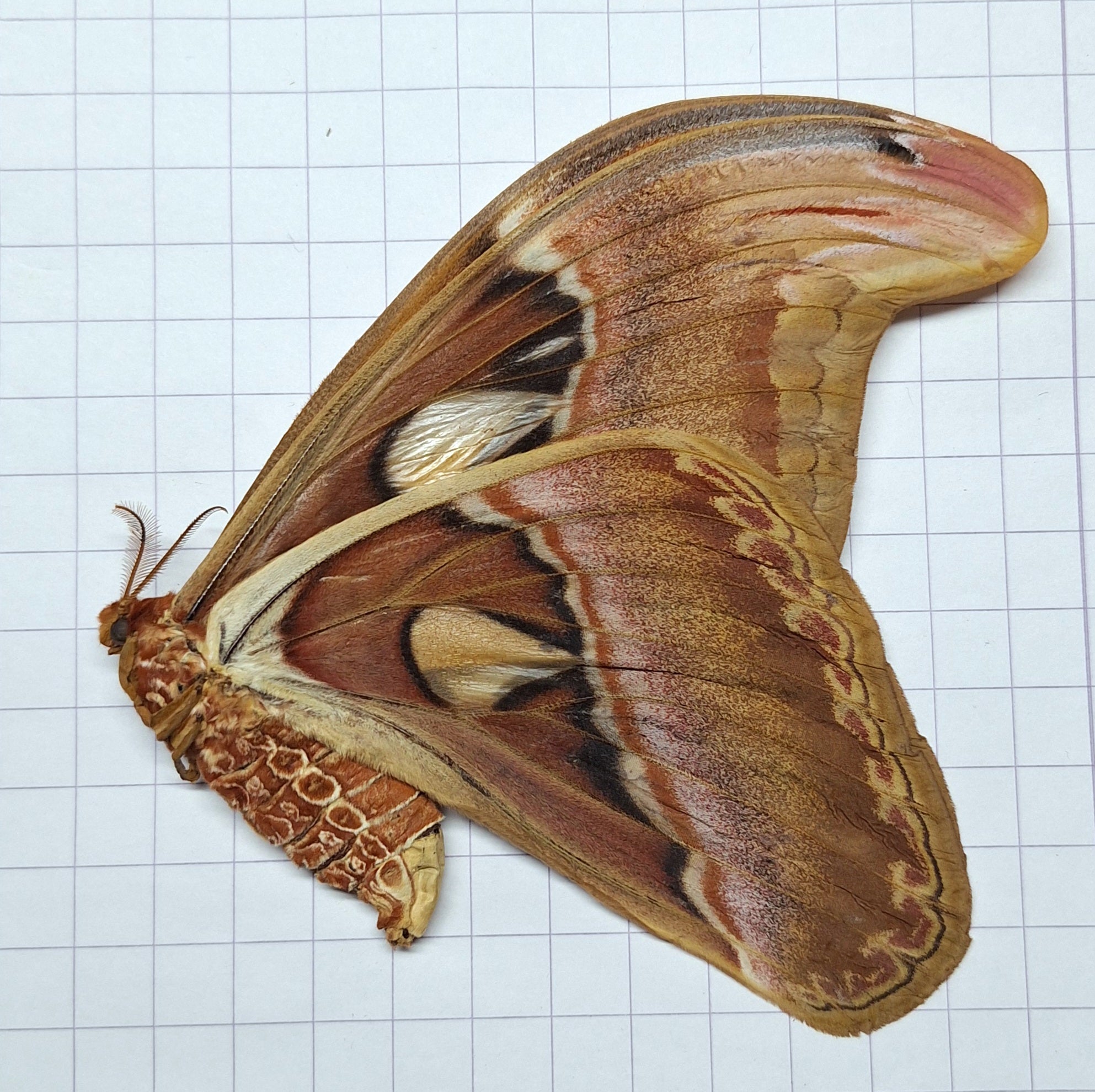 Attacus atlas ♀️ Onopgezet