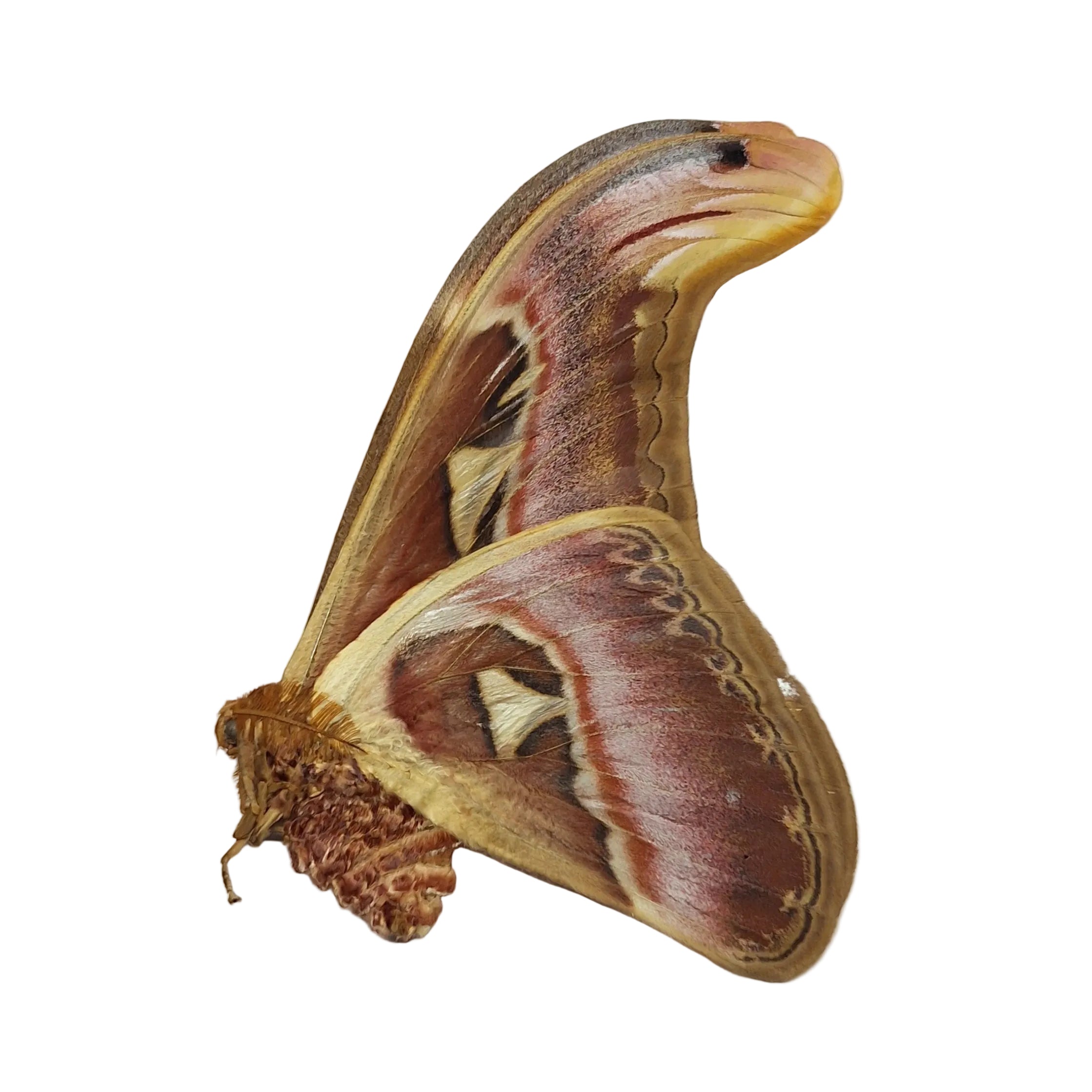 Attacus atlas ♂️ Onopgezet