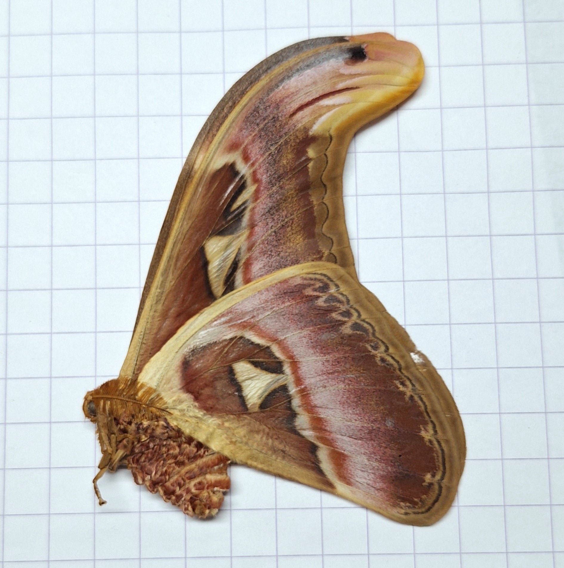 Attacus atlas ♂️ Onopgezet